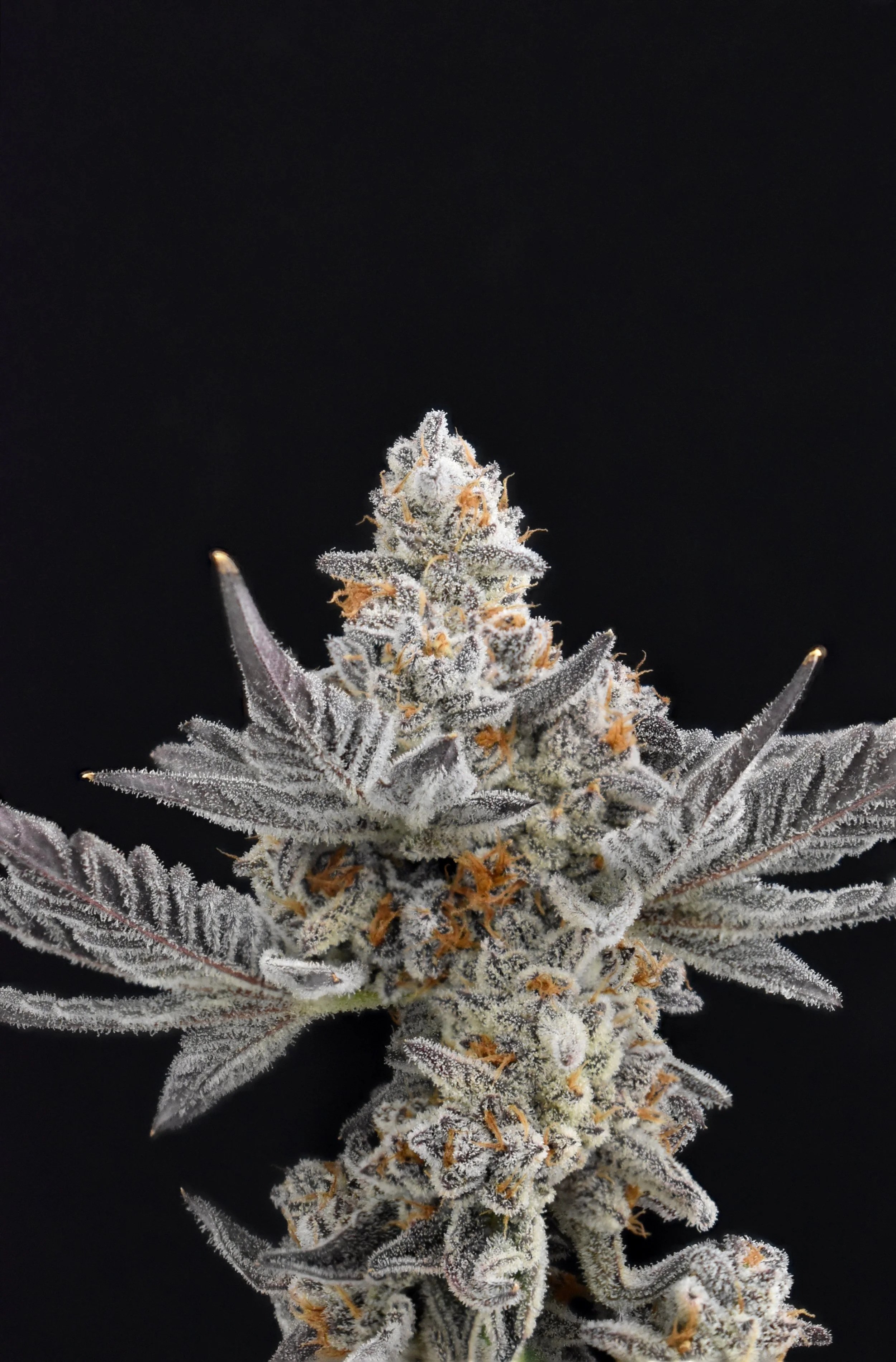 Close-up of a frosty cannabis plant with a dark background.