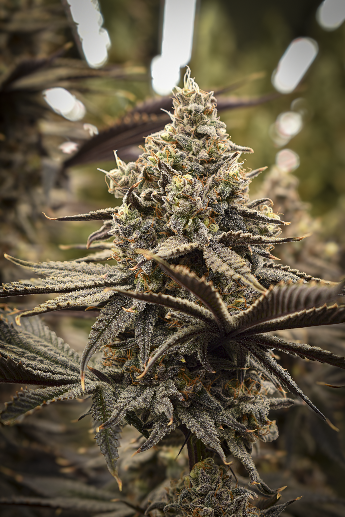 Close-up of a mature cannabis plant with frosty, resin-covered buds and large, jagged leaves, on a blurred background.