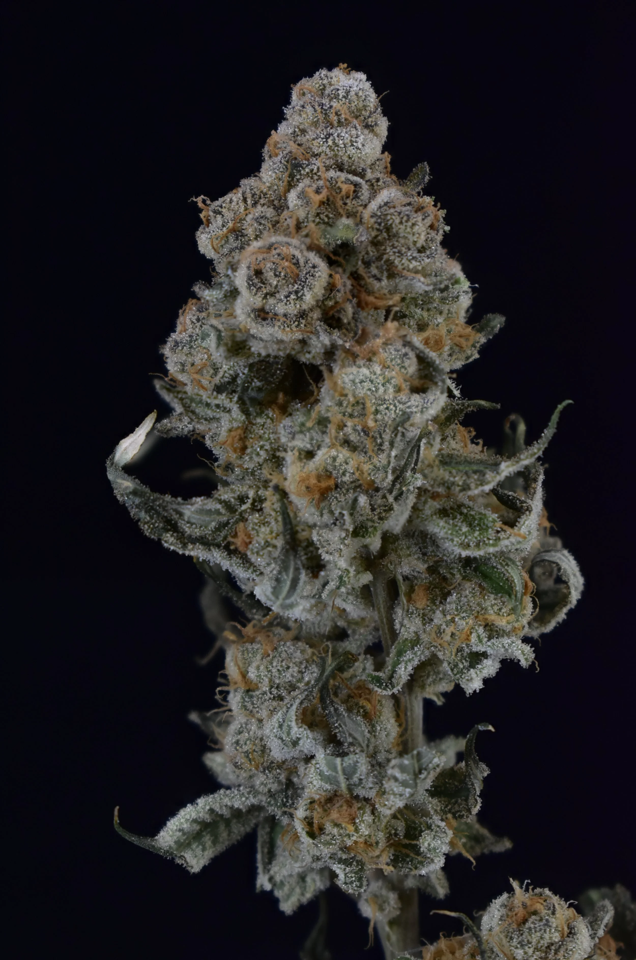 Close-up of a frosted cannabis bud with orange hairs and green leaves against a dark background.
