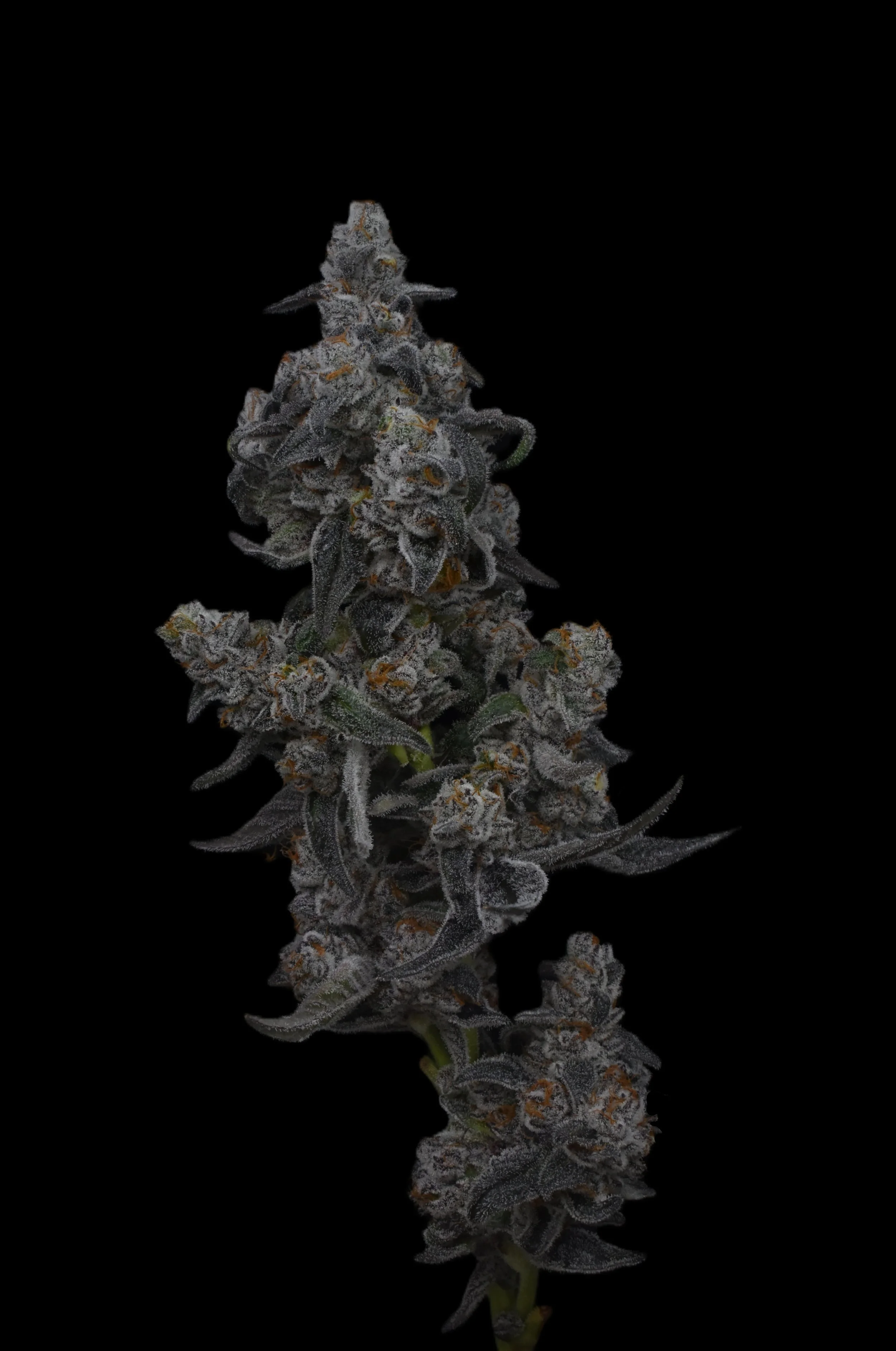 Close-up of a frosty cannabis bud with green leaves and orange hairs against a black background.