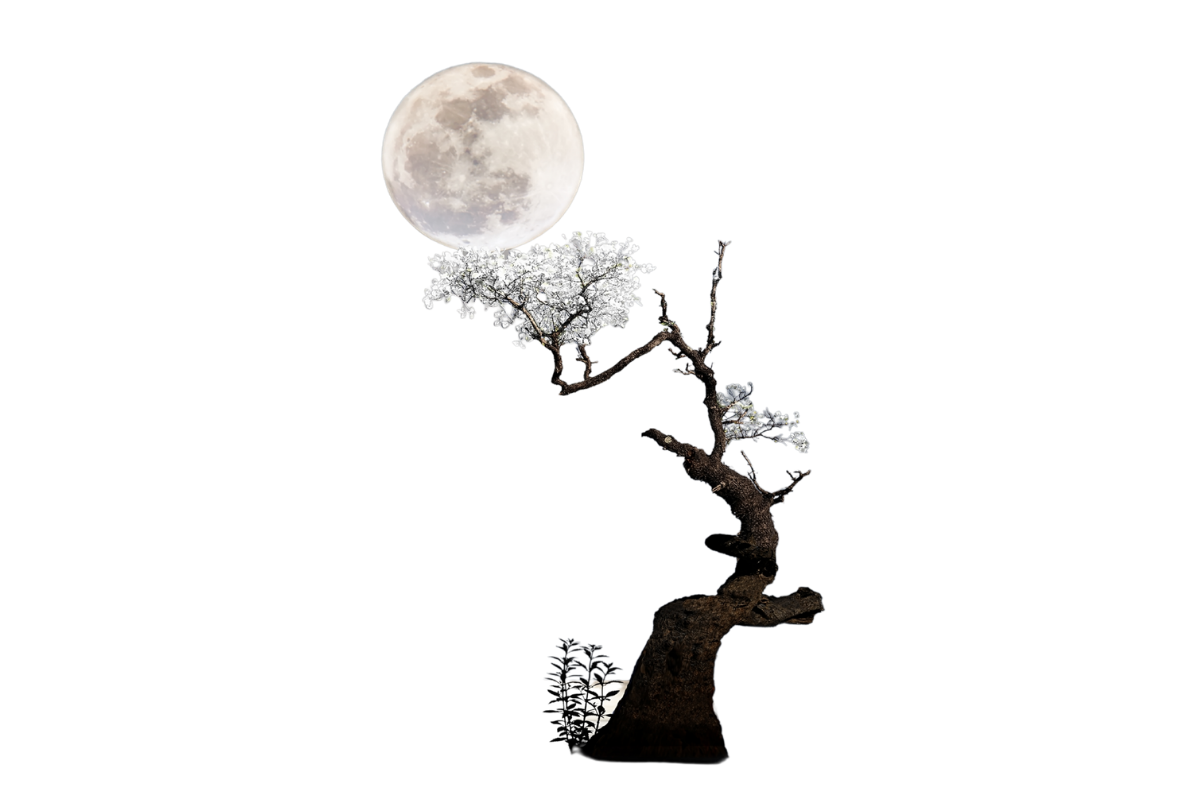 A dark scene with a lit full moon in the sky, and a gnarled tree with white blossoms against a black background.