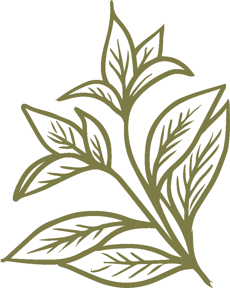 Illustration of a branch with multiple leaves in olive green on a black background.