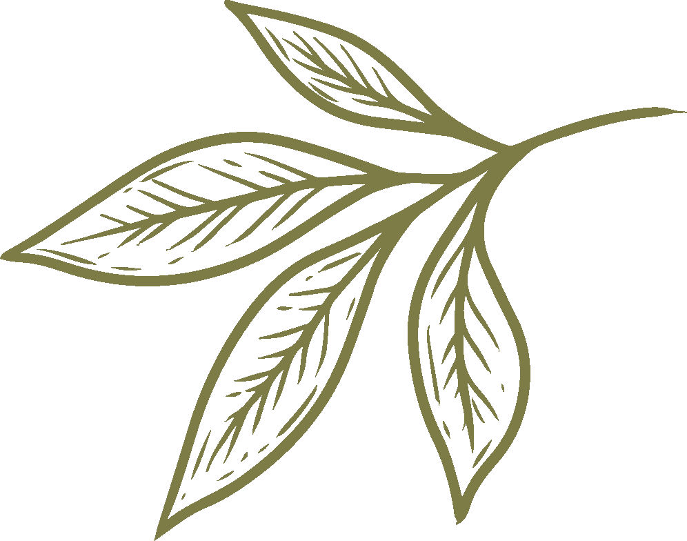 Line drawing of four leaves with detailed veins on a black background.