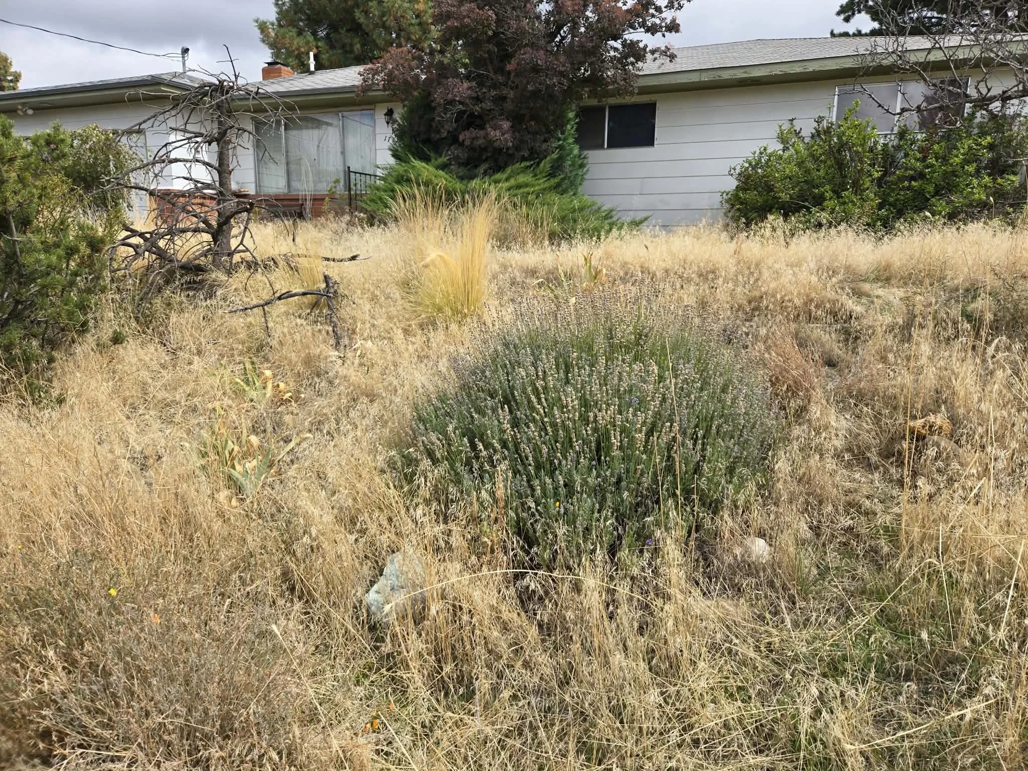 A yard with tall, dry grass and various green bushes and trees in front of a light-colored house with a grey roof and large windows.