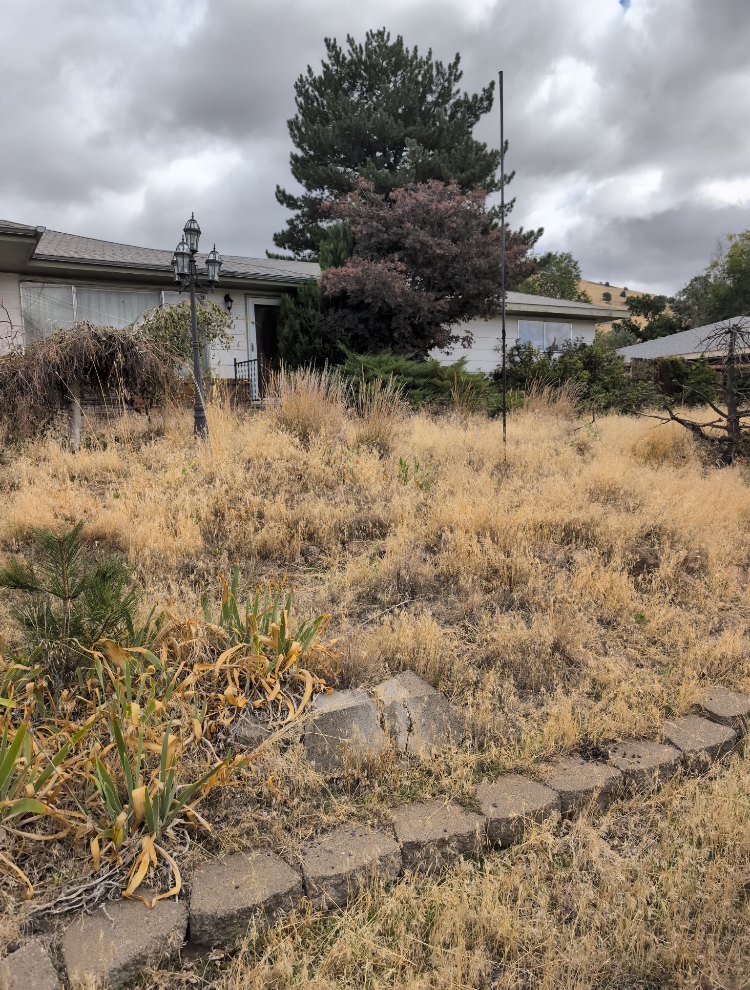 A Klamath Falls residence with overgrown, dry grass, a small brick border, and various trees and shrubs. There are two vintage-style lamp posts, a house with a door and windows, and a cloudy sky overhead.