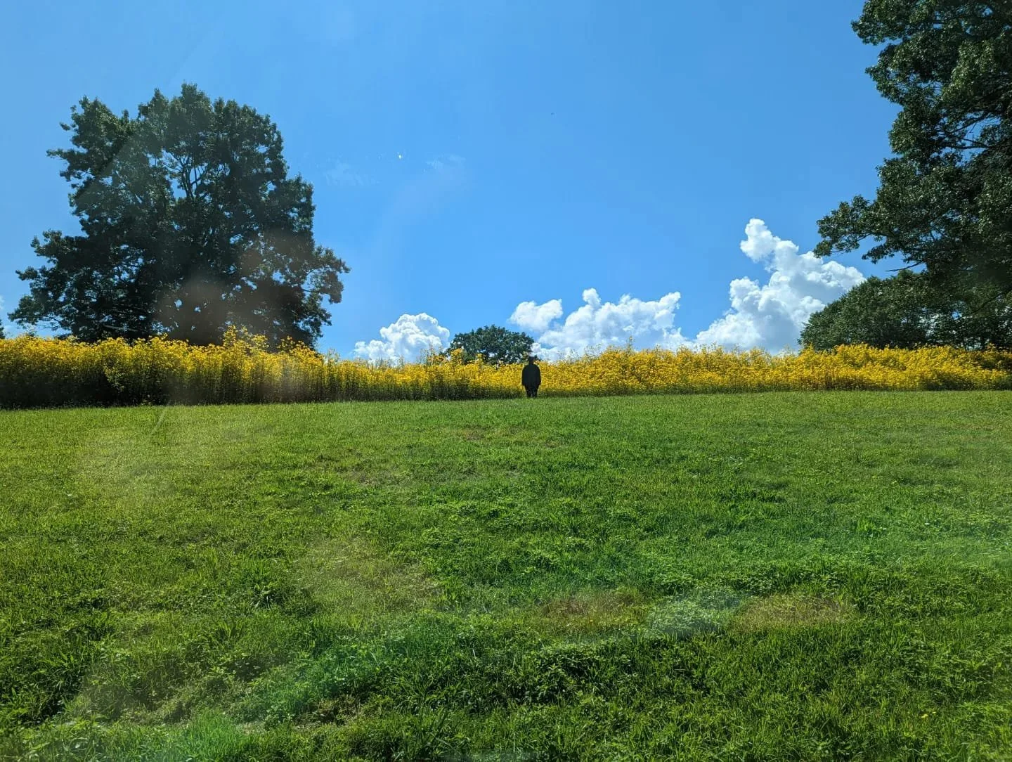 A person standing on a grassy field with trees and yellow flowers in the background under a bright blue sky with white clouds.