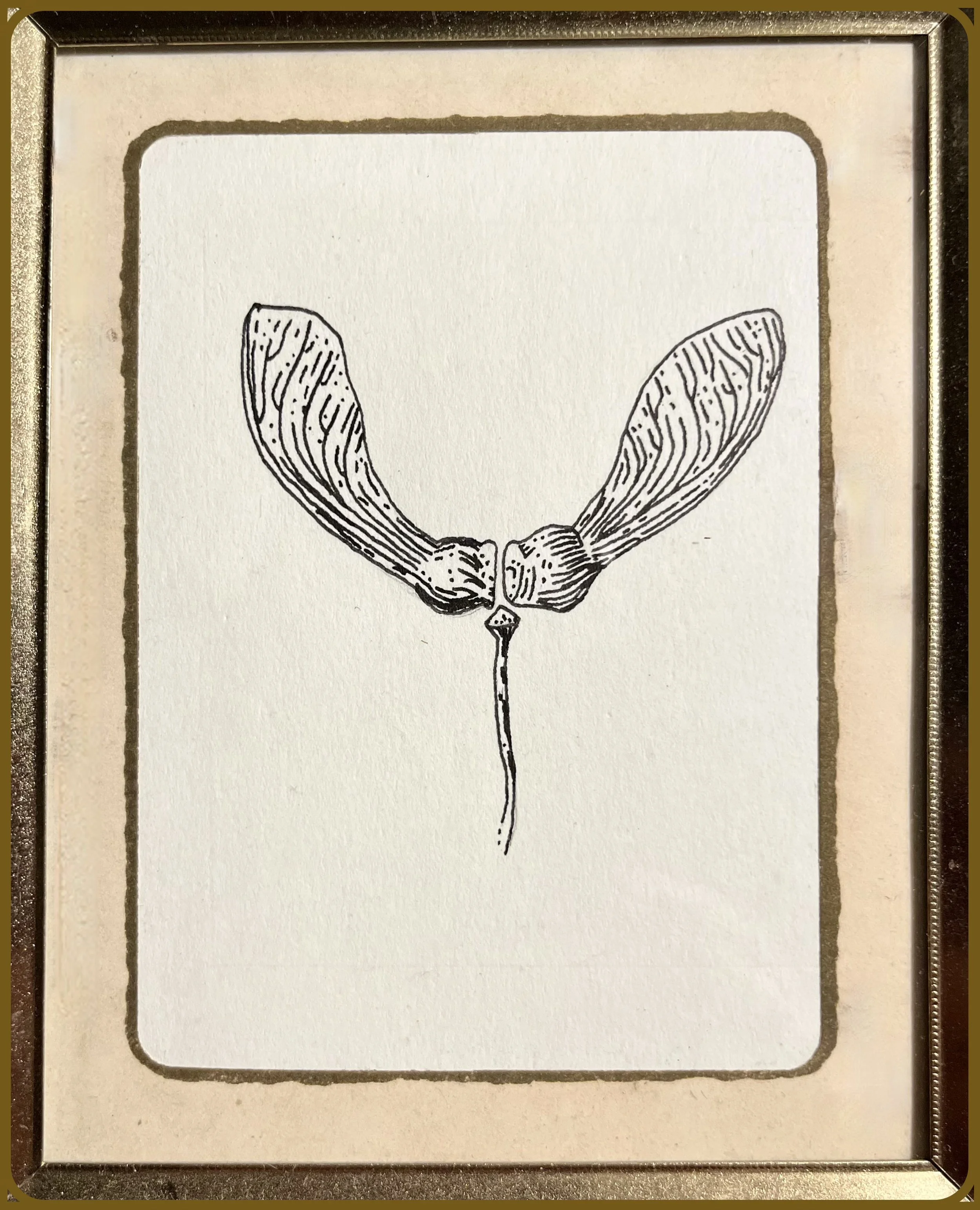 A black and white illustration of an insect with elongated wings and a long tail, framed in a gold-colored border.