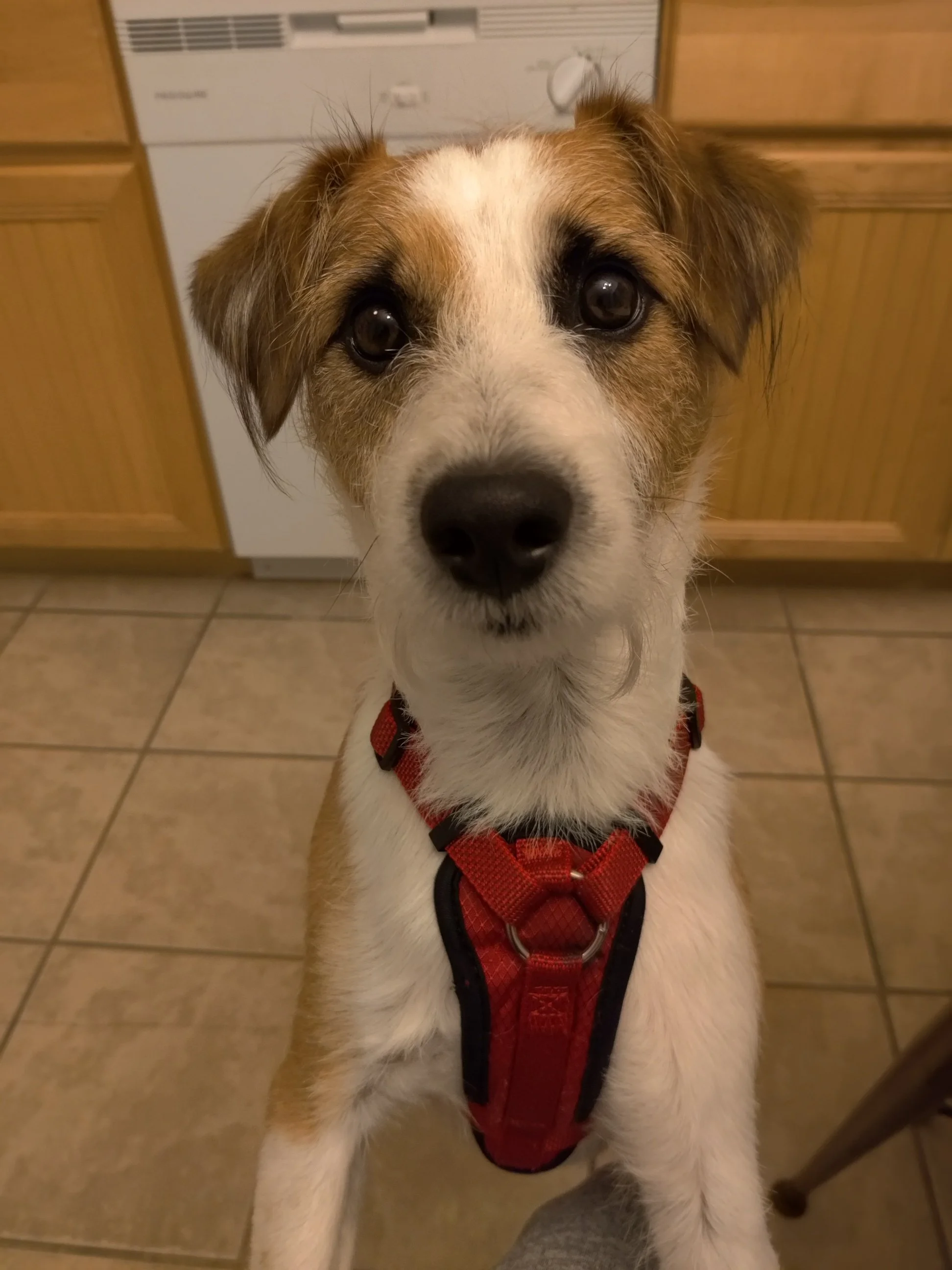 Close-up of a puppy with brown and white fur wearing a red harness, looking directly at the camera in a kitchen setting.
