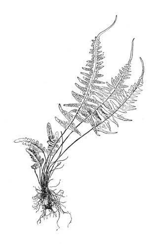 A detailed line drawing of a fern plant with roots, a stem, and multiple fronds.