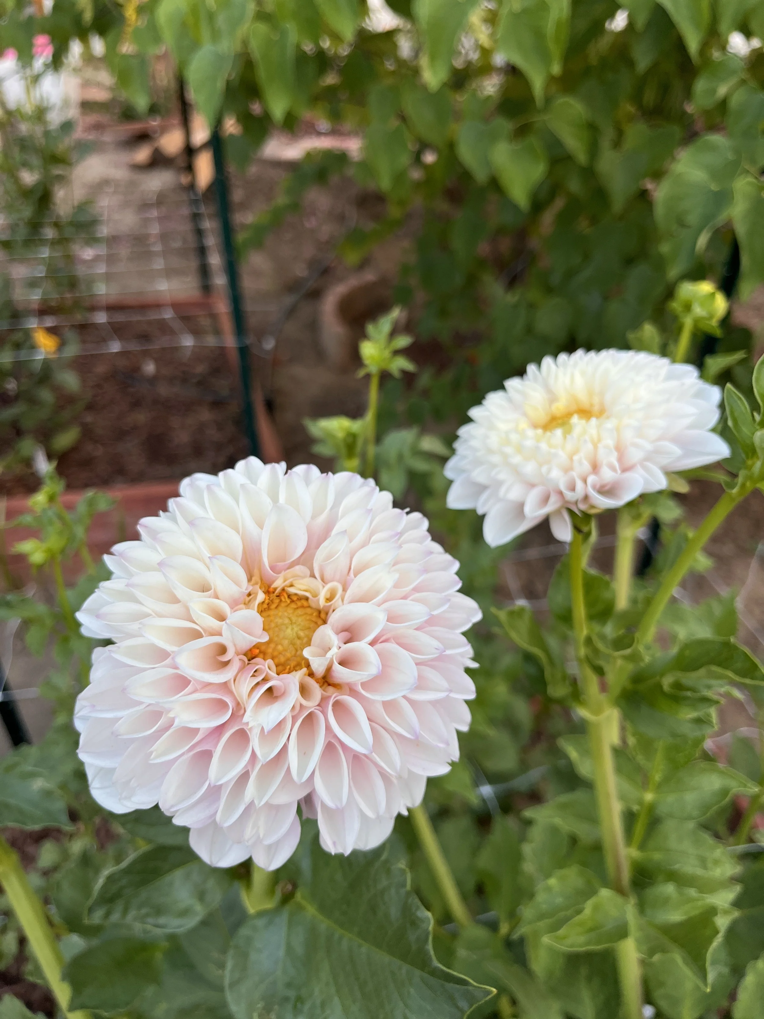 Close-up of two large, cream-colored dahlias with soft pink edges, surrounded by green leaves and garden plants.