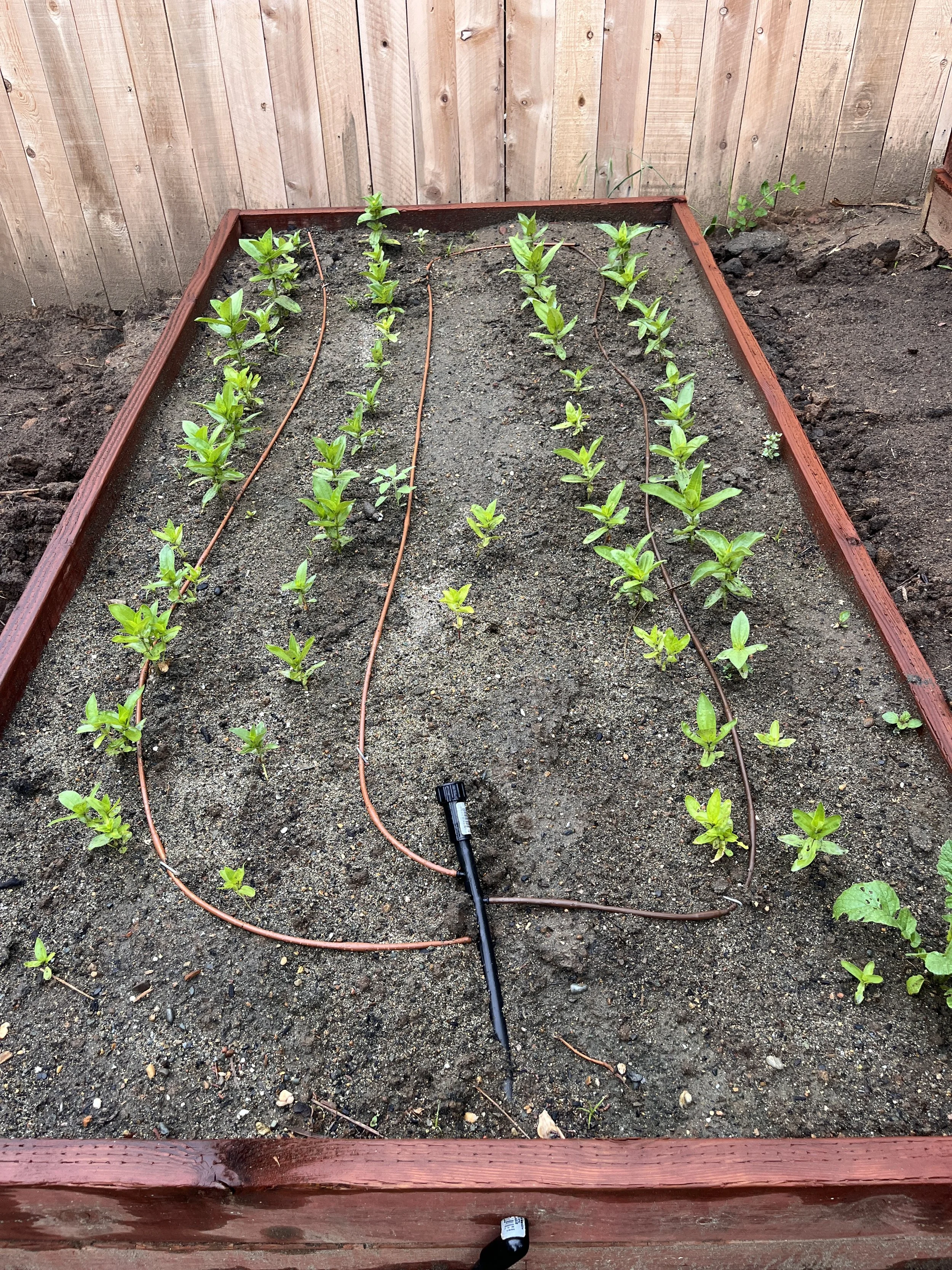 A garden bed with young green plants and a drip irrigation system, surrounded by a red wooden border.