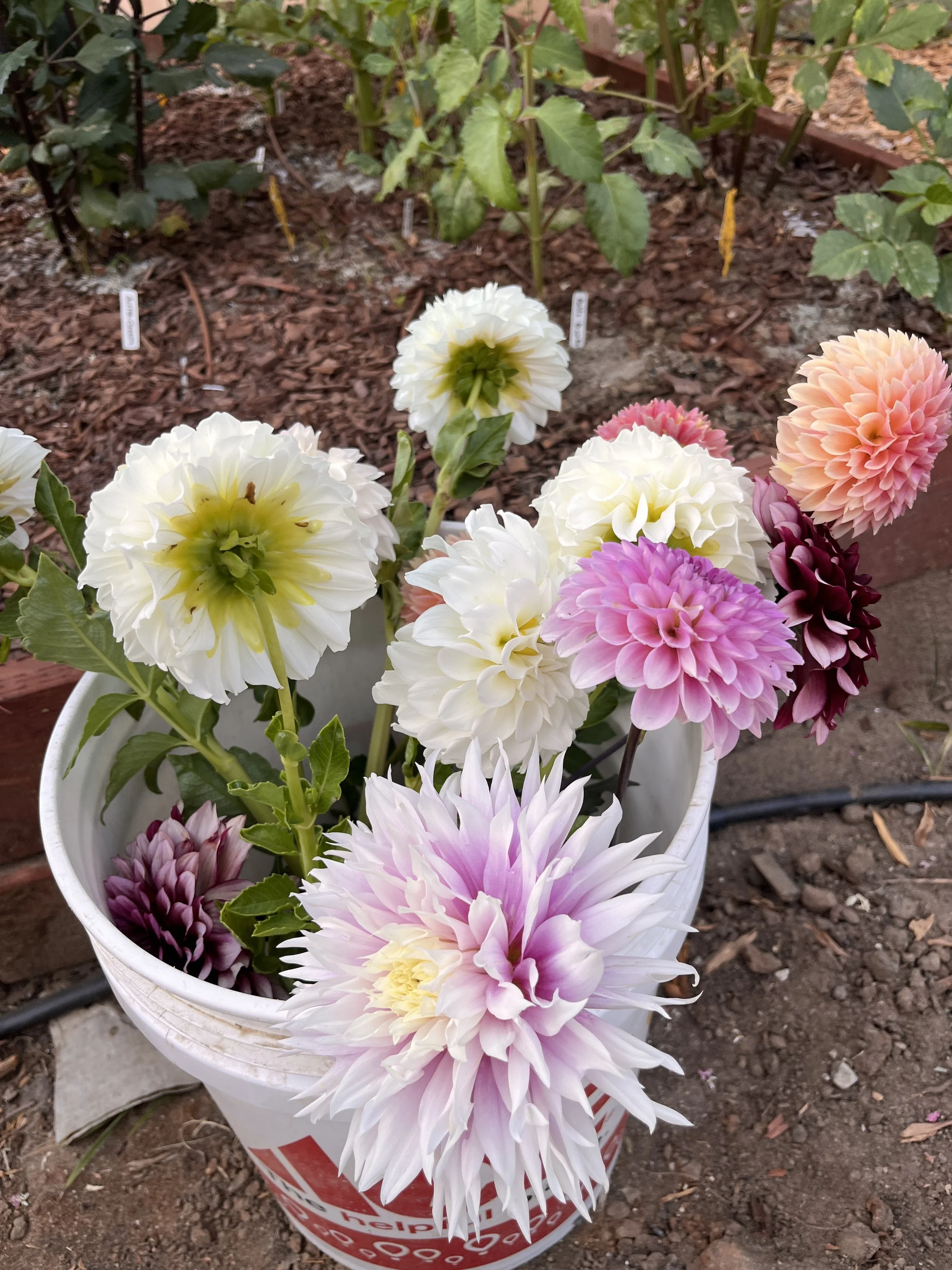 bucket of flowers
