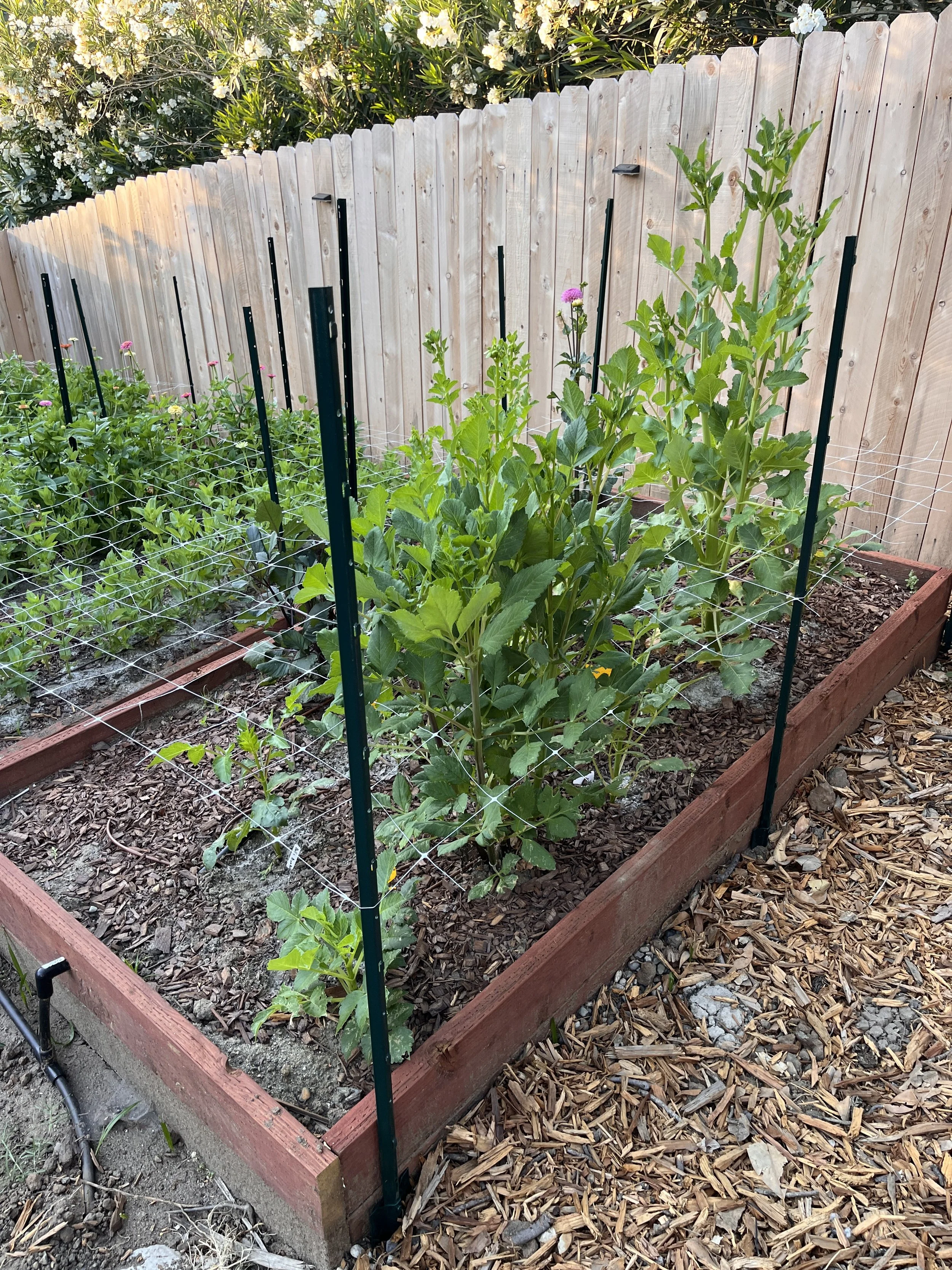 Our flowers are growing inside a raised bed made of wood, surrounded by a wooden fence, and supported by stakes and wire trellises for climbing plants, with mulch on the ground.
