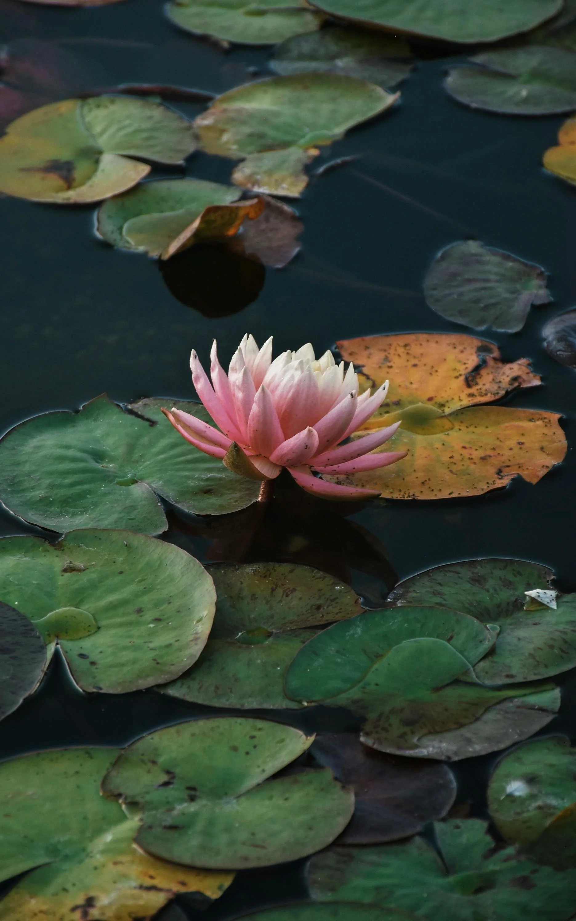 Lotus flower blooming on still pond representing inner clarity and transformation for entrepreneurs ready to break through subconscious patterns with TOPT Method coaching