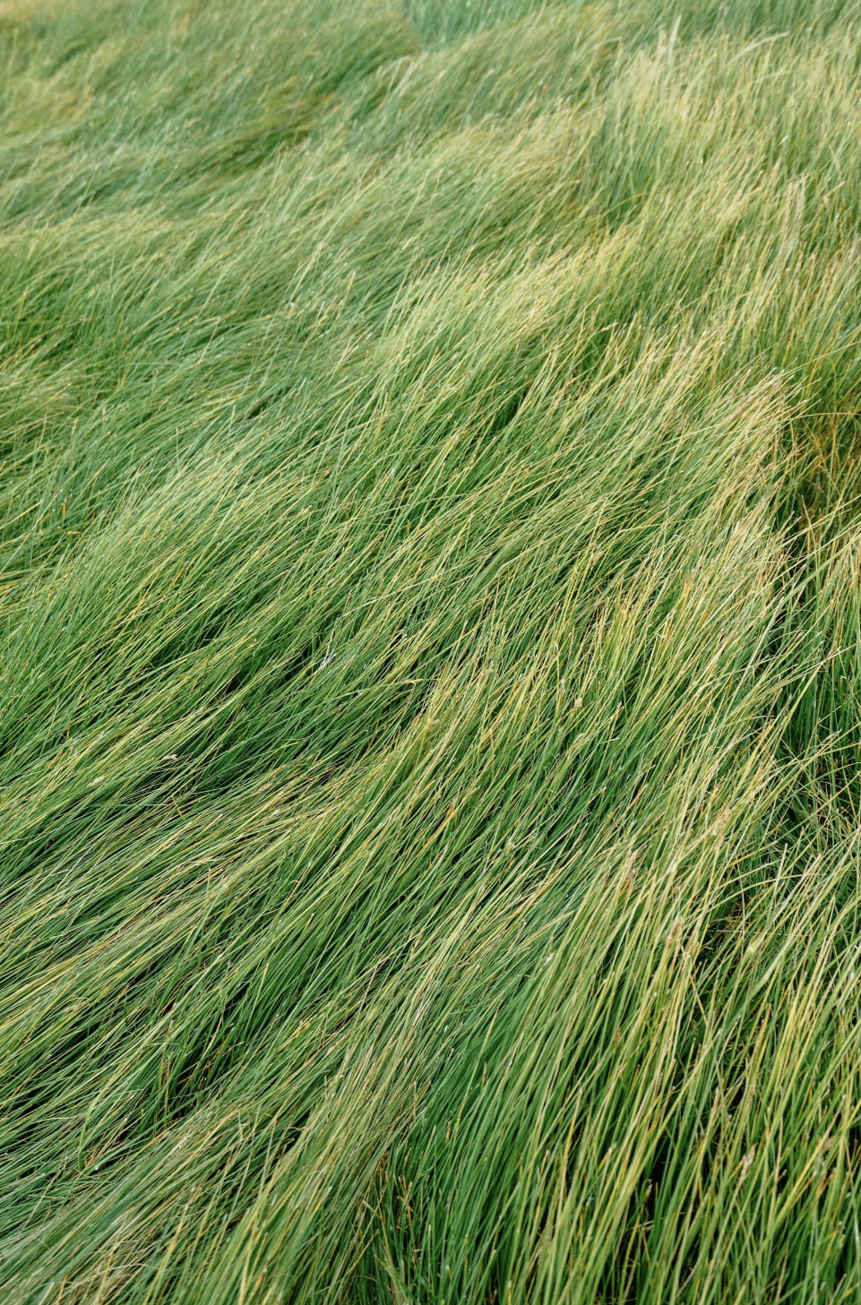Lush green grass representing growth and progress through the TOPT self-paced transformation program for entrepreneurs