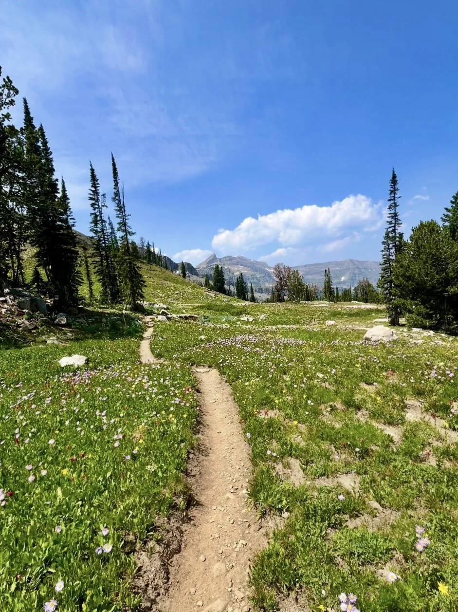 A dirt trail in a grassy meadow with wildflowers, surrounded by tall pine trees, mountains in the background, and a blue sky with some clouds.