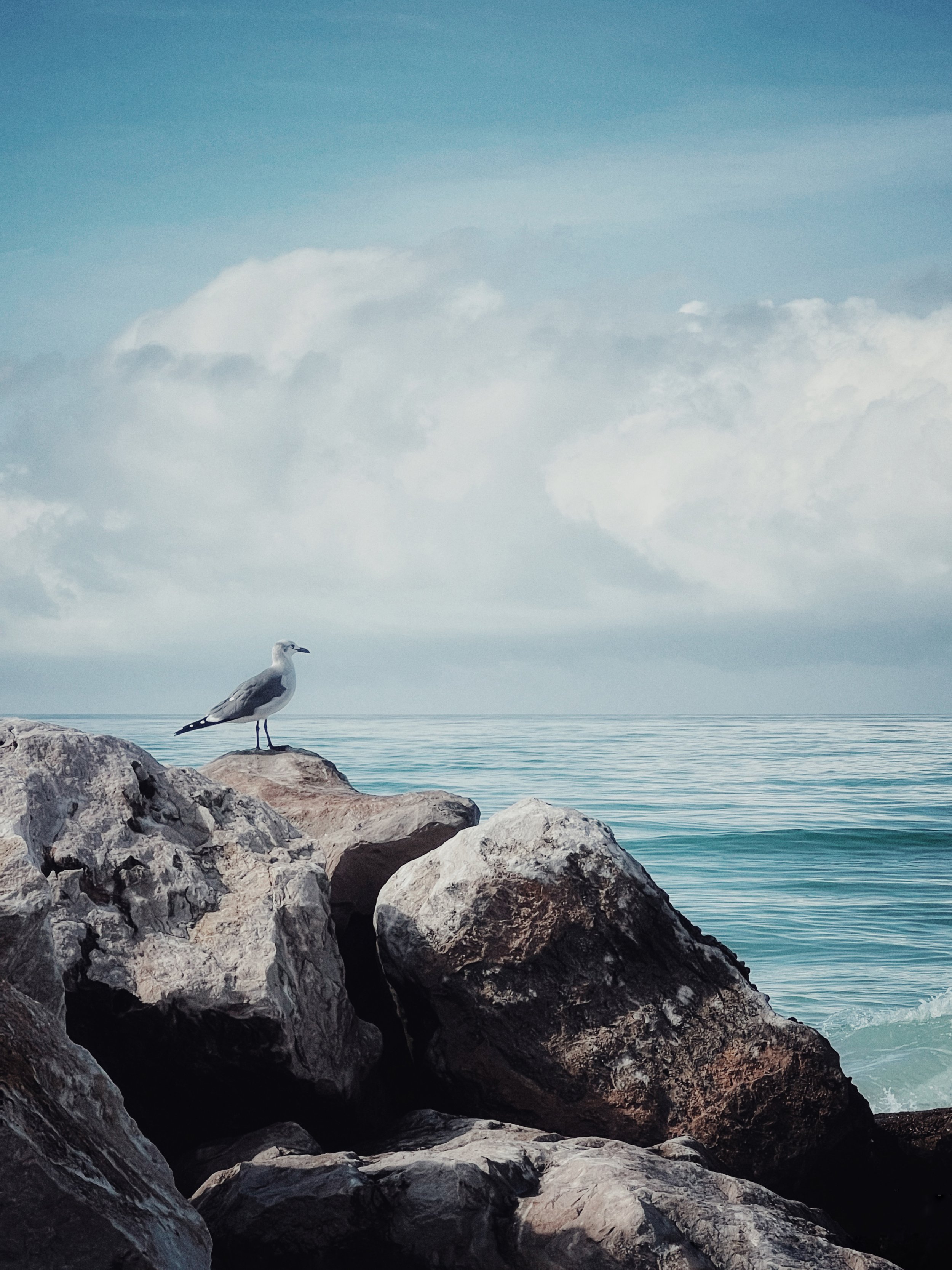 5 - SEARCHING bird.JPG