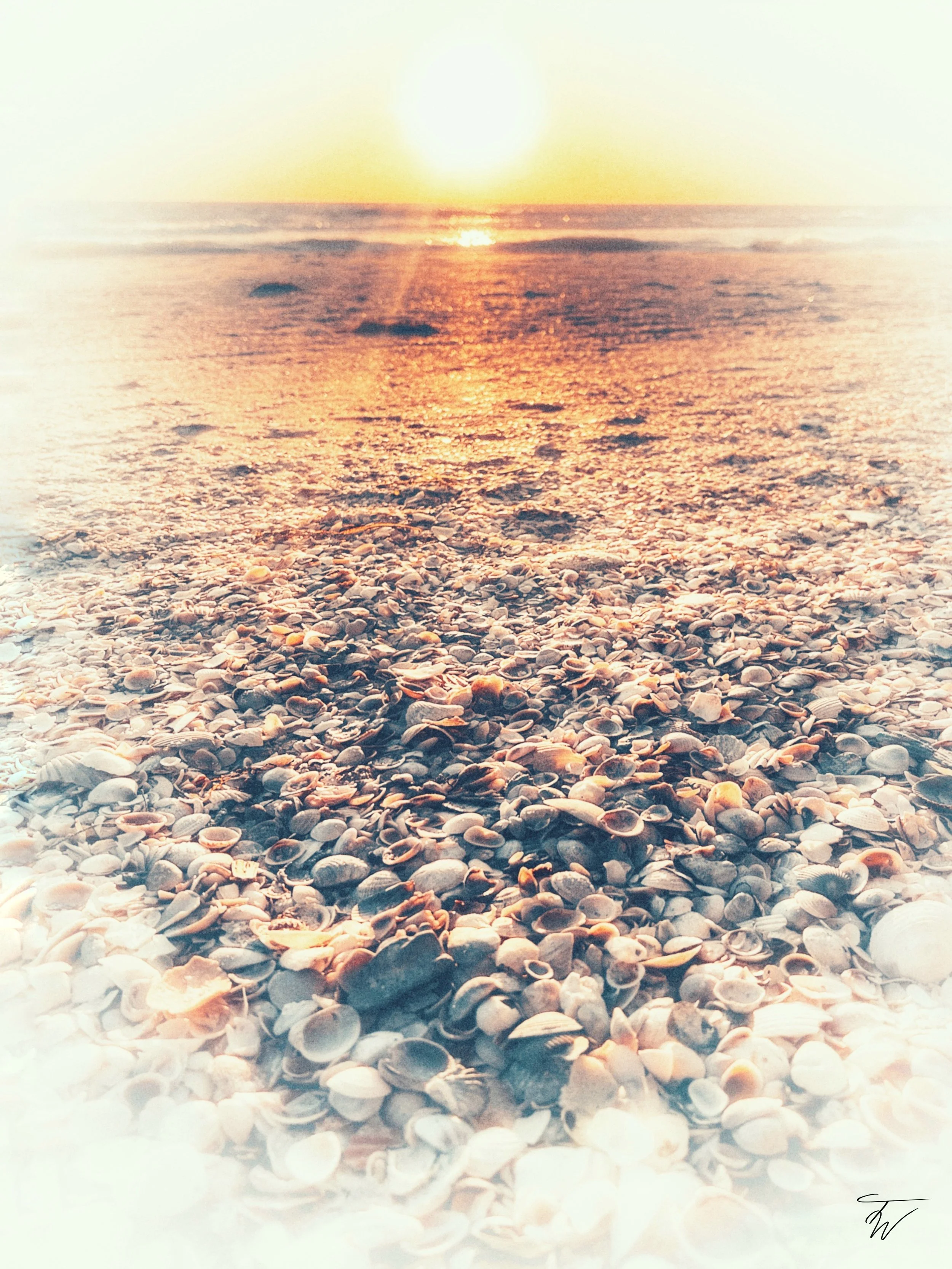 Seashells