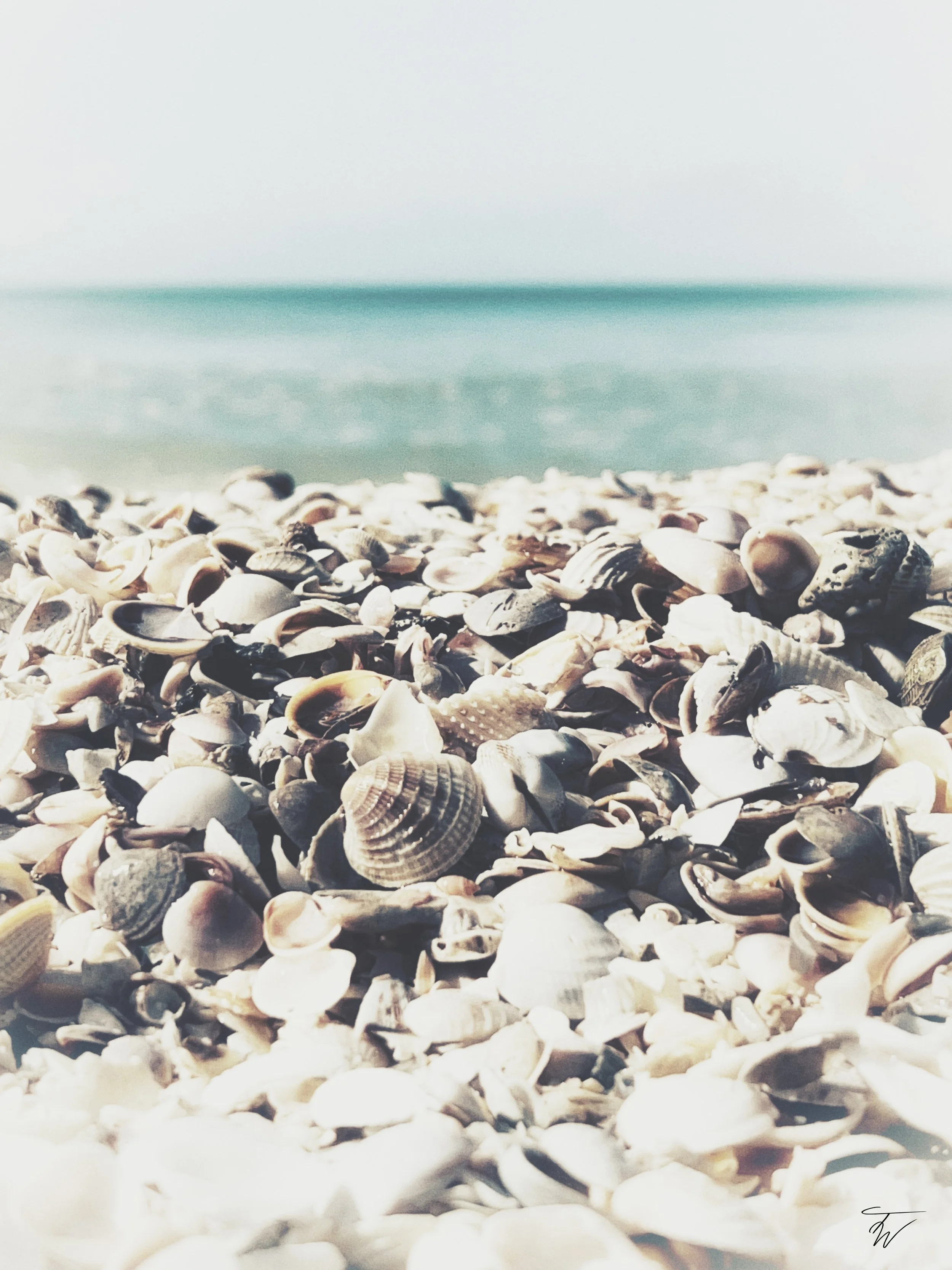 Seashells_Teresa Ward.jpg