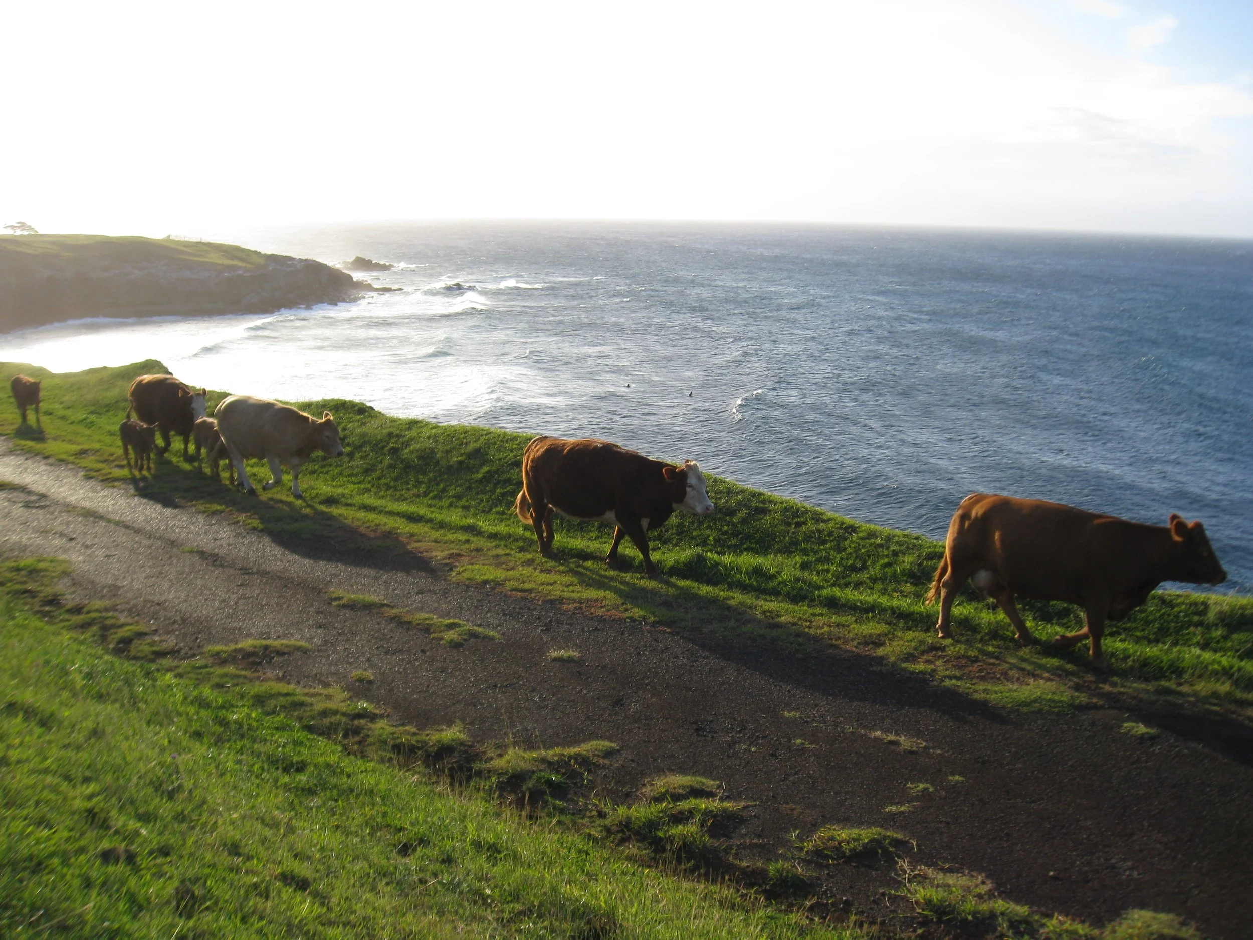 A coastal landscape with green grassy hills, cows grazing near the edge, and ocean waves crashing against the shore under a partly cloudy sky.
