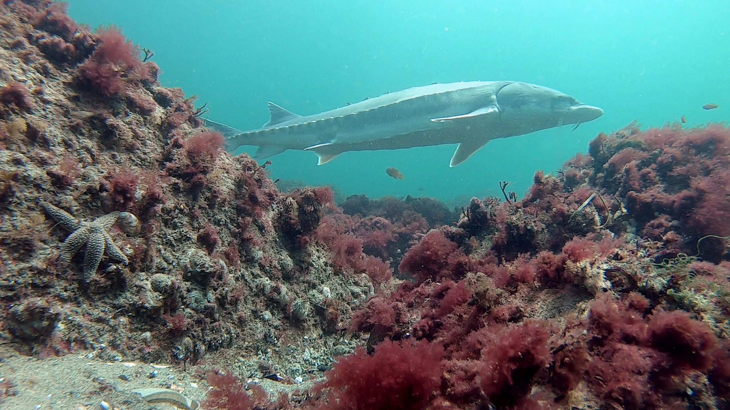 sturgeon-001.jpg