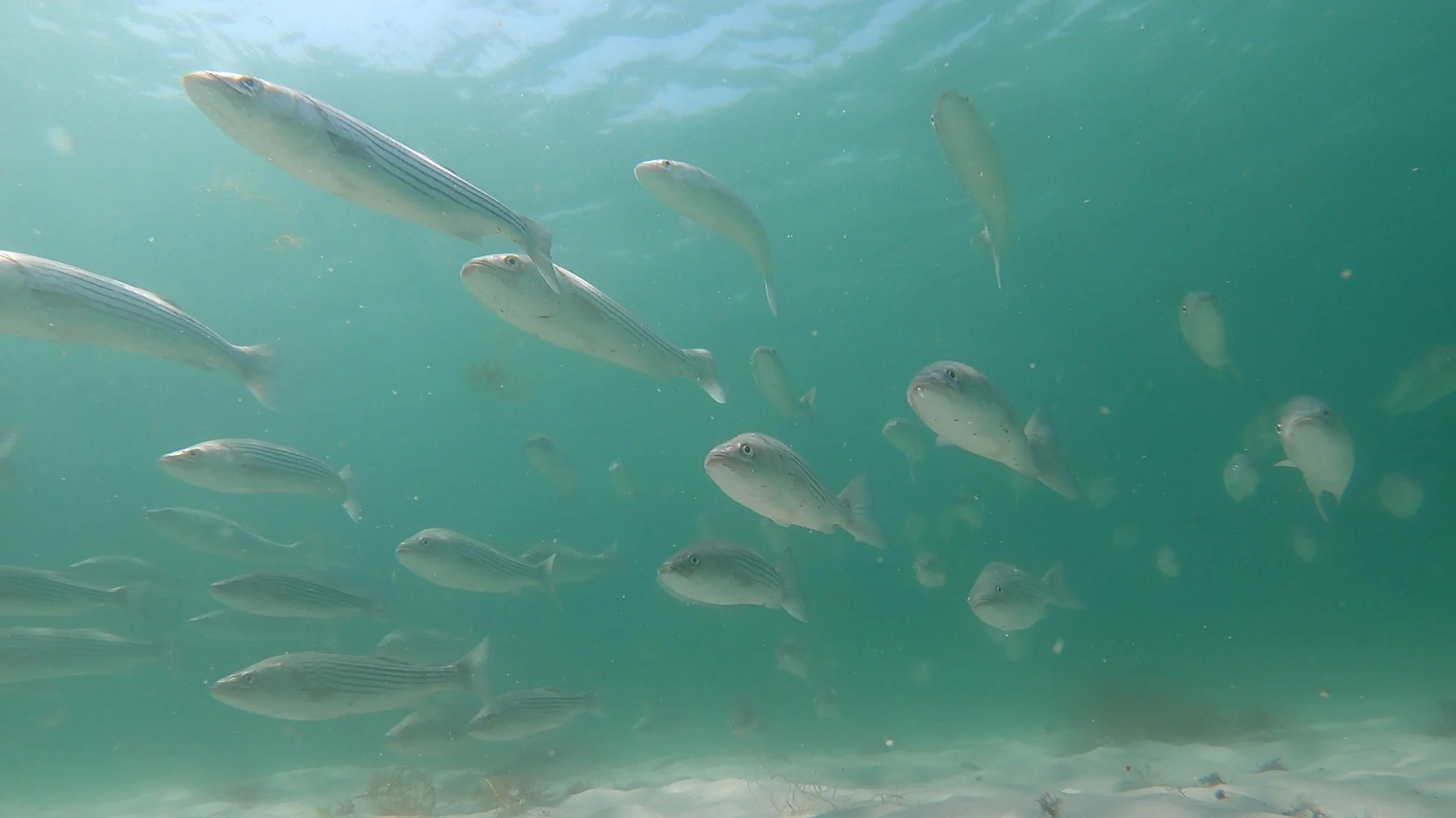 stripers-001.jpg