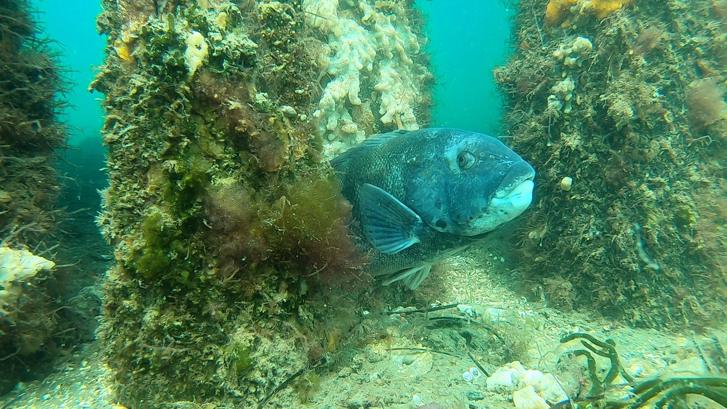 tautog-001.jpg