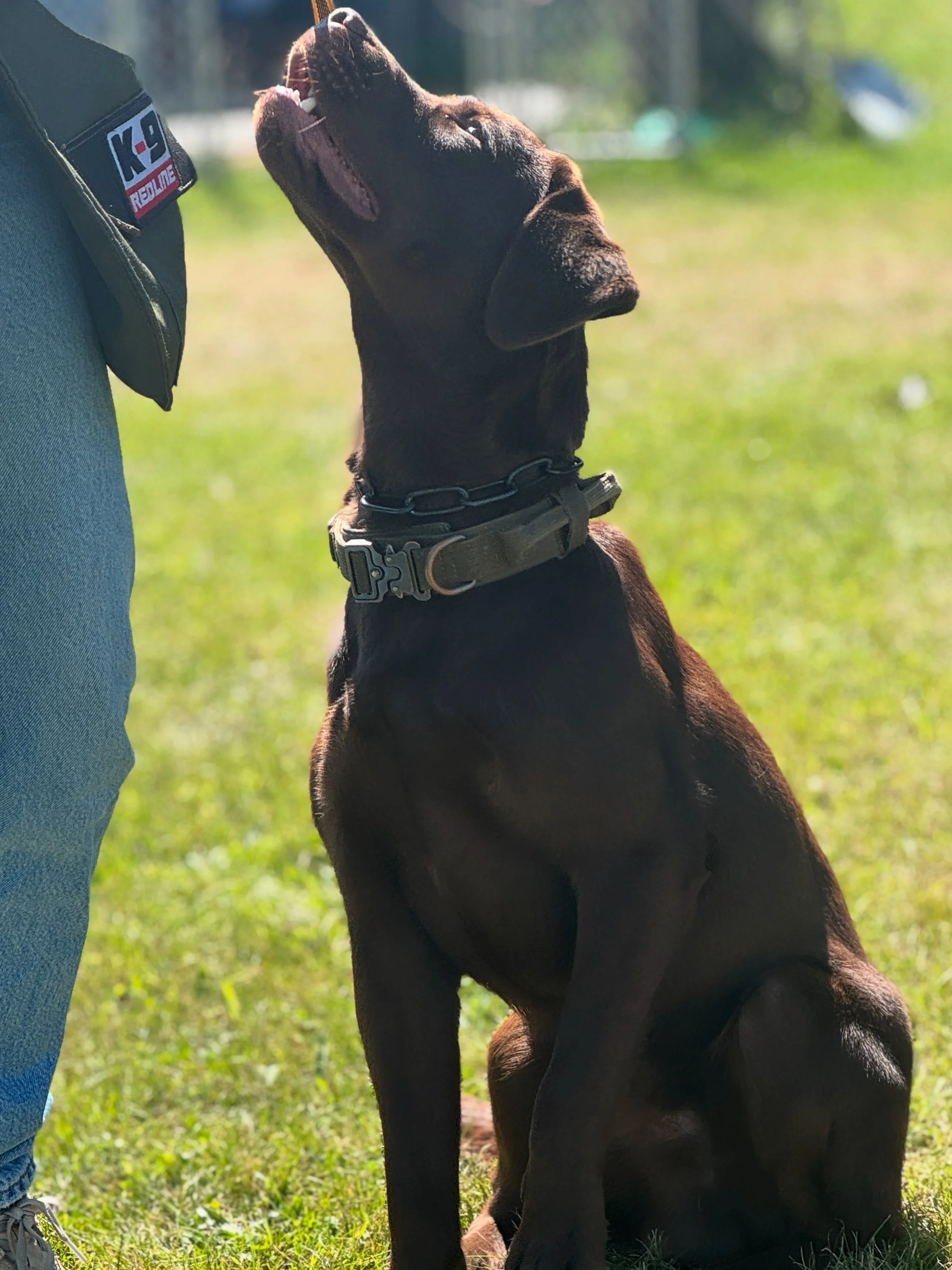 A black dog sitting on grass outdoors, biting or licking a person's torso, with a person wearing blue jeans and a jacket with a patch reading "K-9 Response". The background is a blurred grassy area.