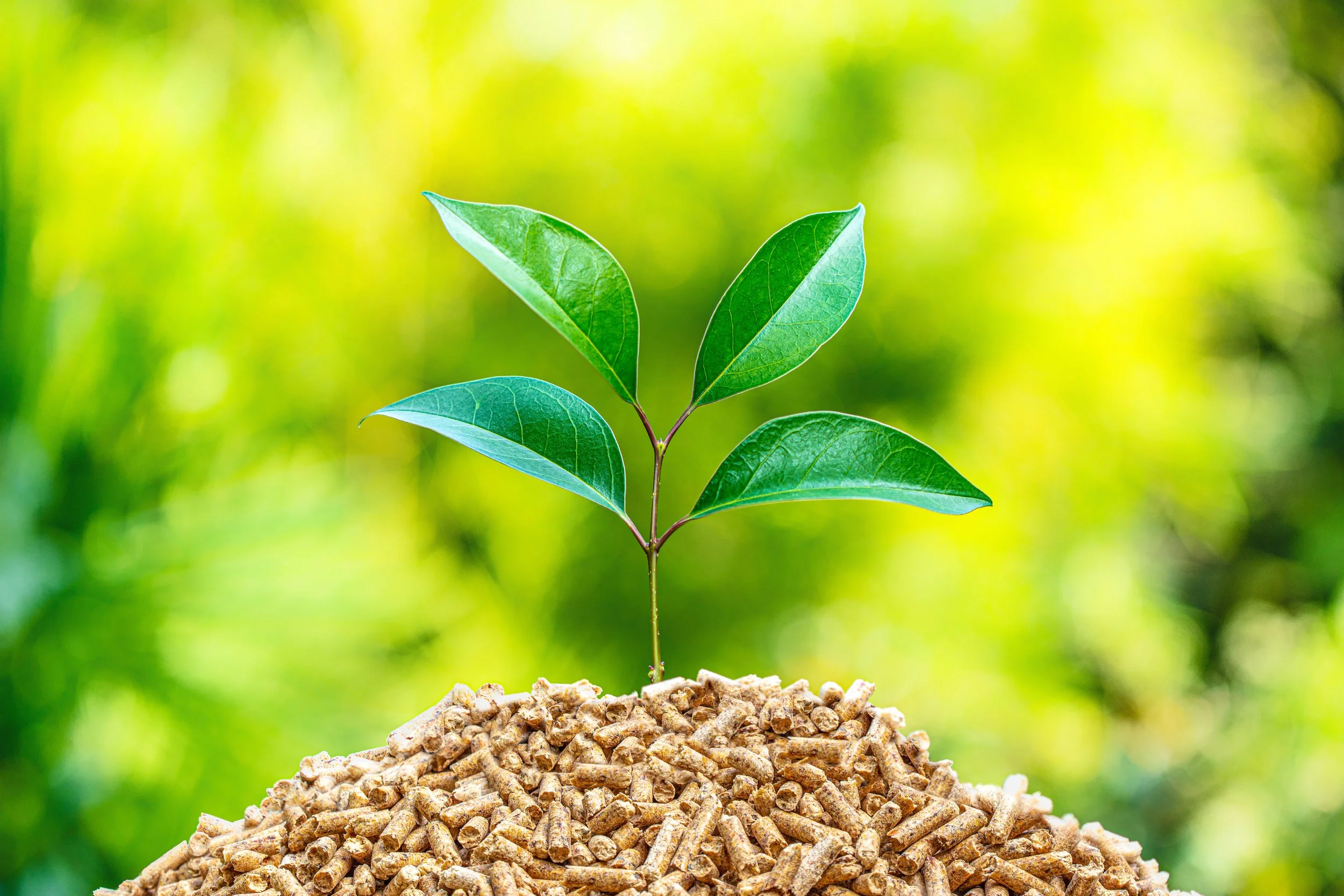 A young green plant with leaves growing from pellets of animal feed or fertilizer outdoors.
