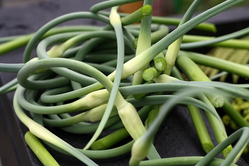 garlic scapes