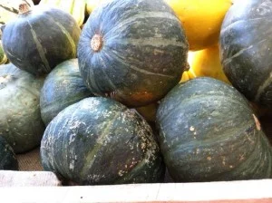 Kobucha squash small