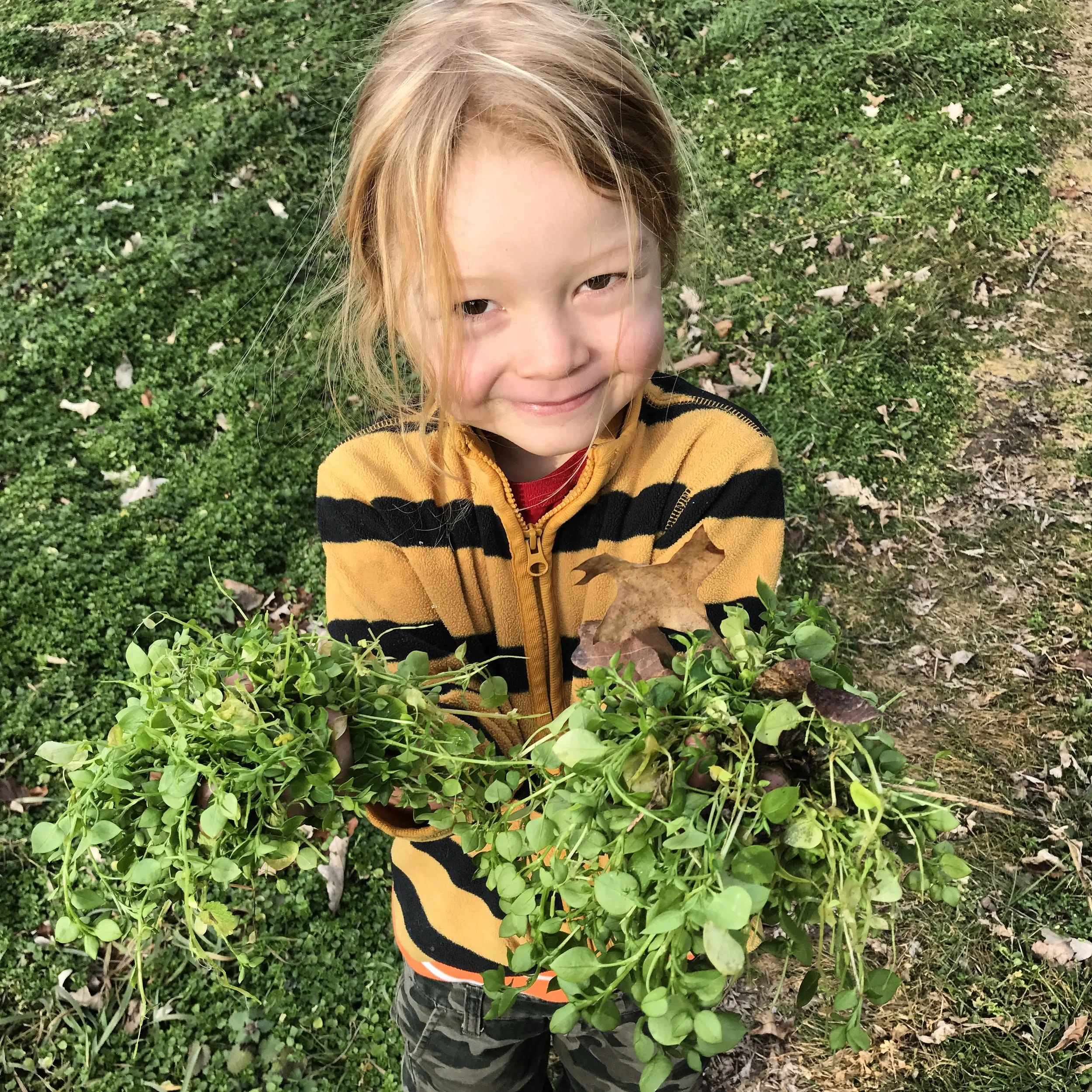 Quehanna harvesting chickweed at Lancaster Farmacy.