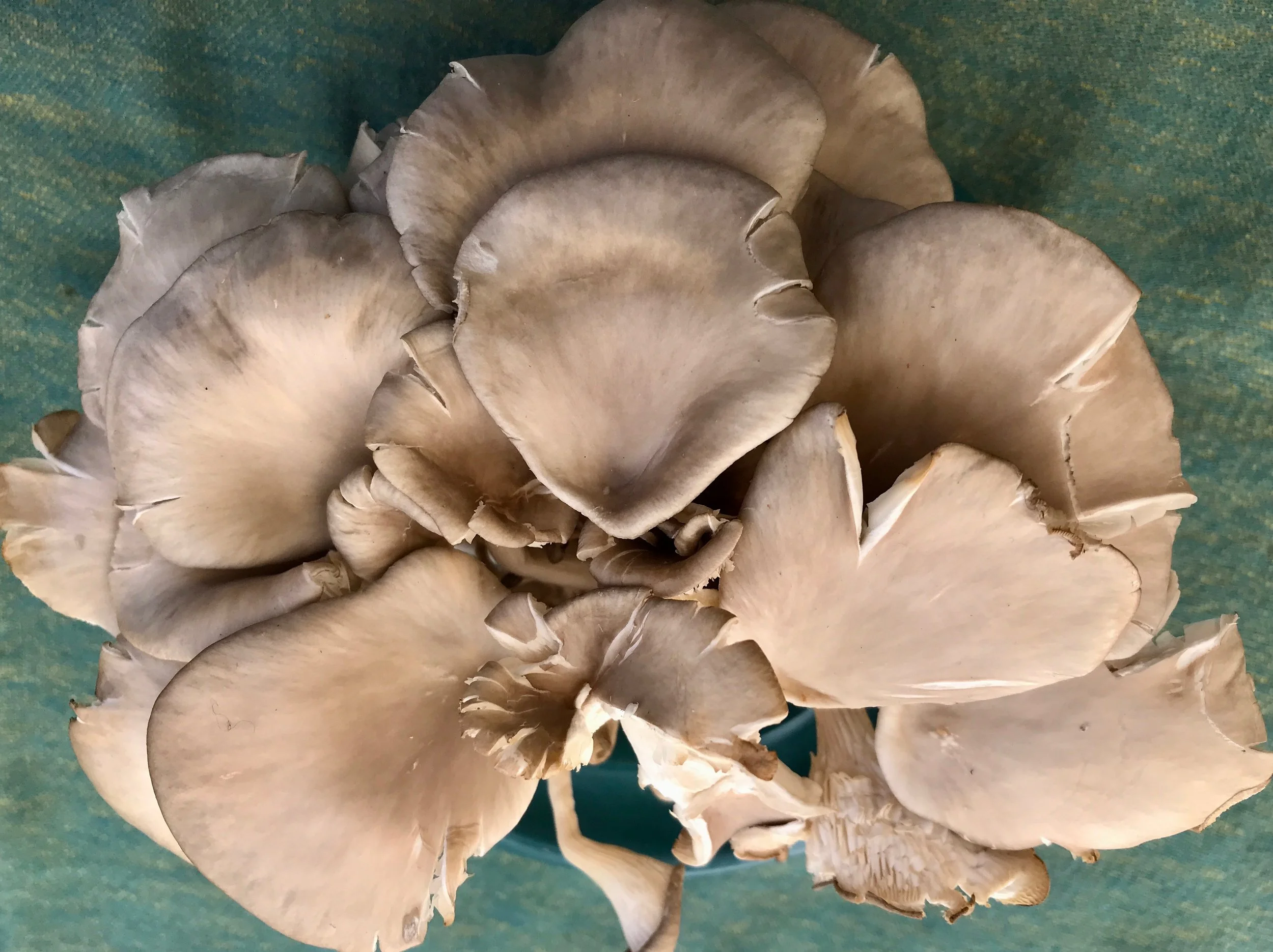 Oyster