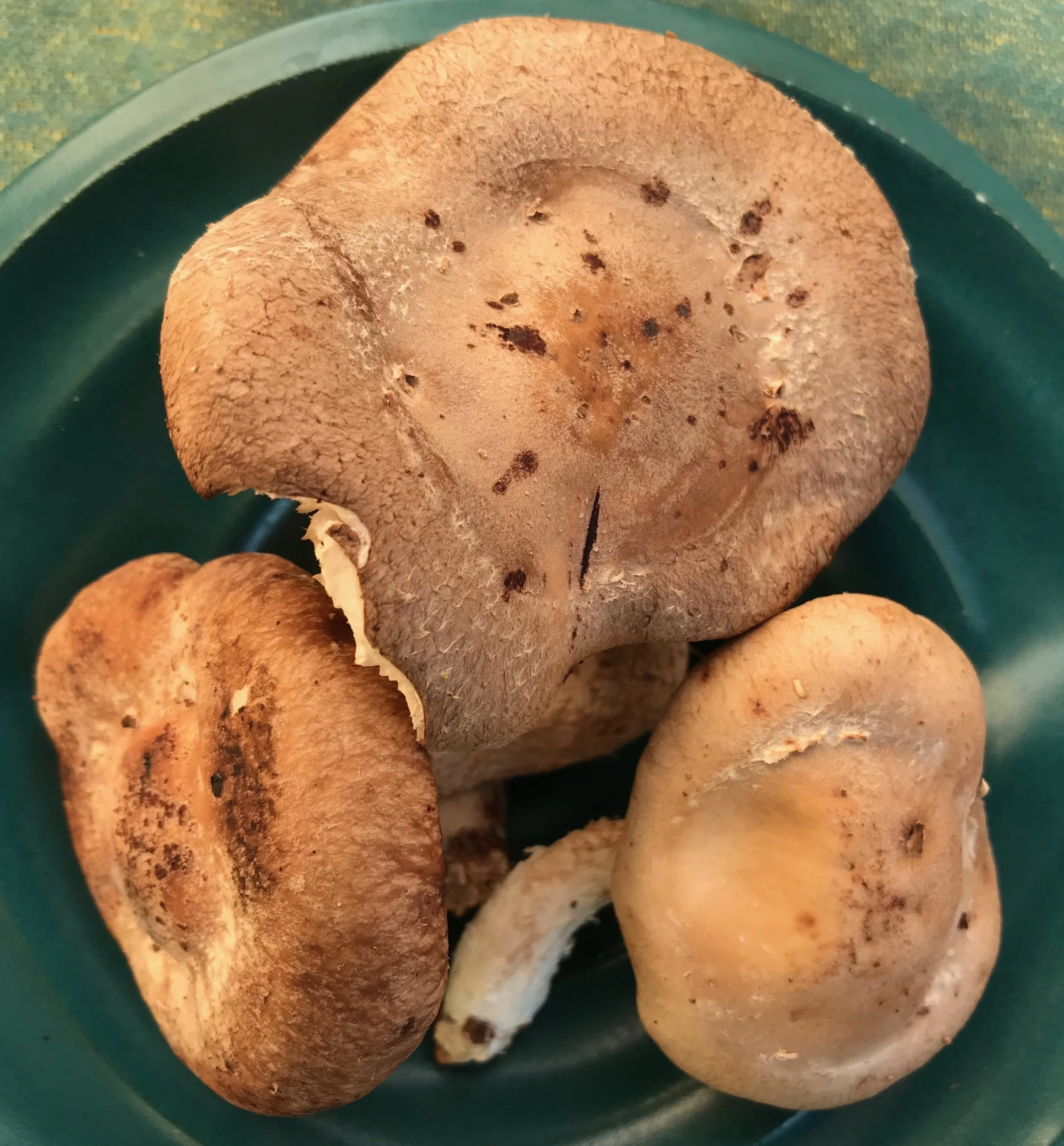 Shiitake