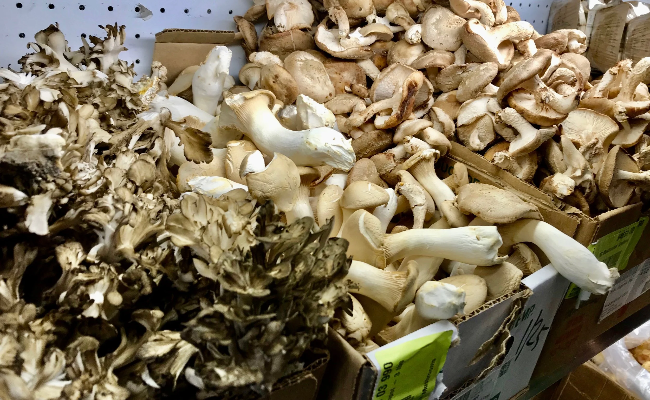 Product Spotlight: Mushrooms Abound!