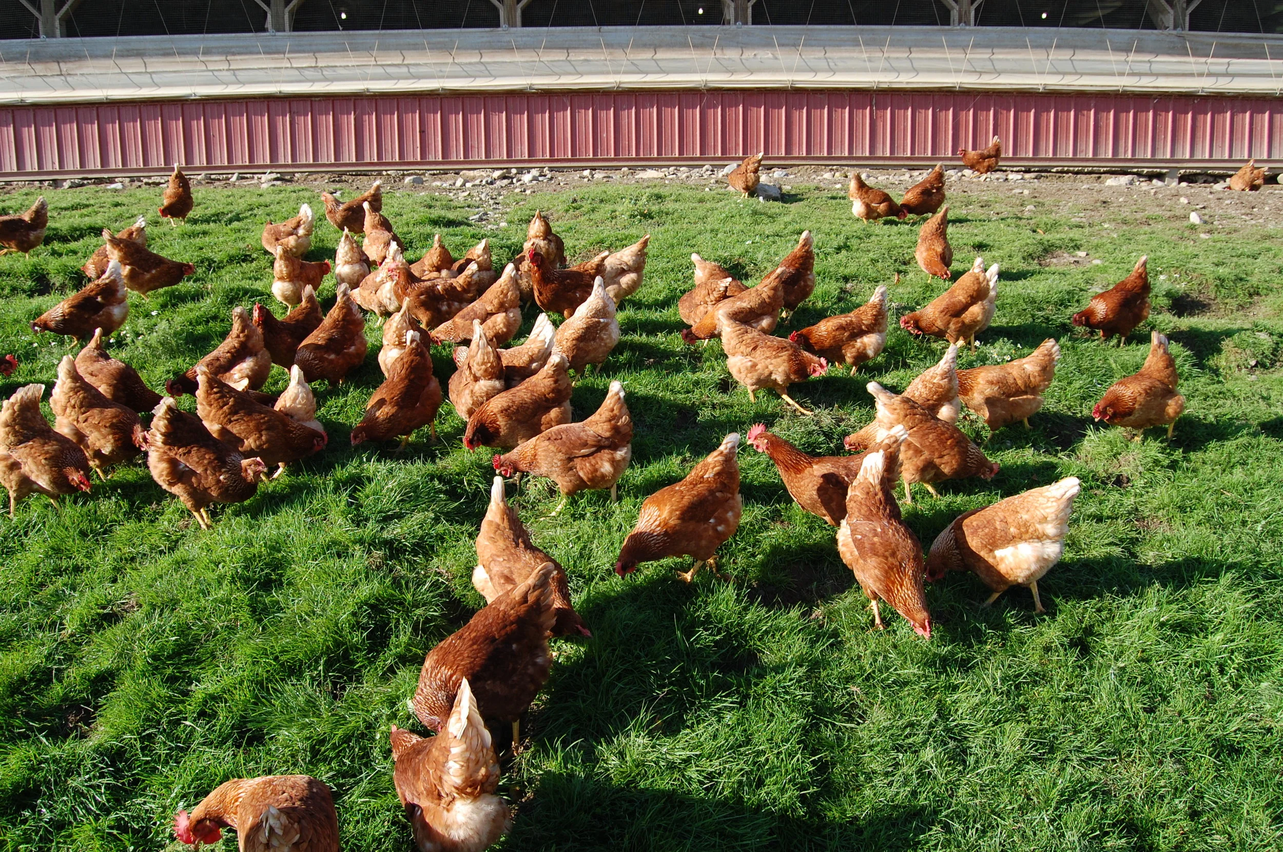 Red Gate Grocer and Scenic Vista Farm_3.jpg