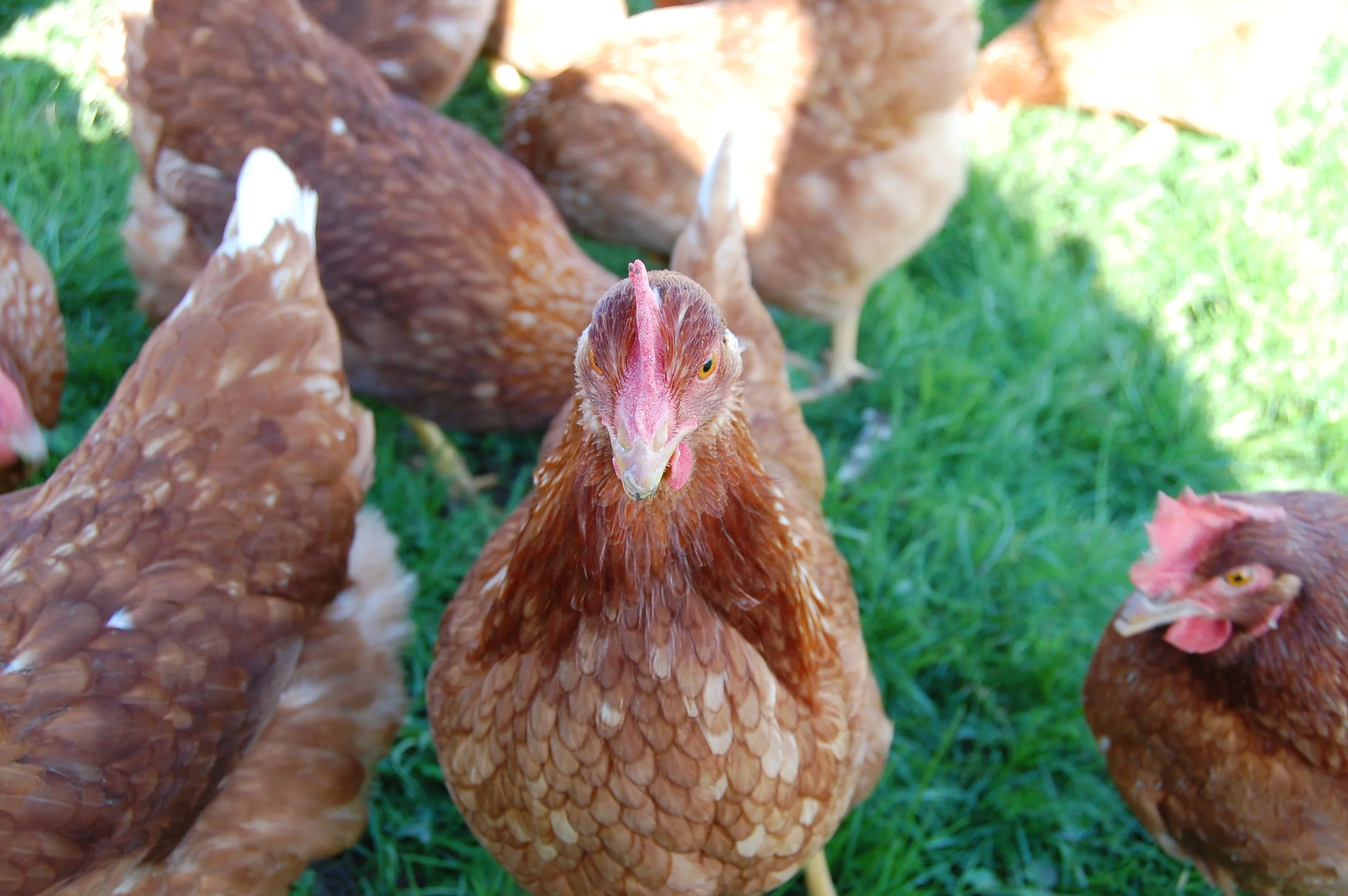 Red Gate Grocer and Scenic Vista Farm_5.jpg