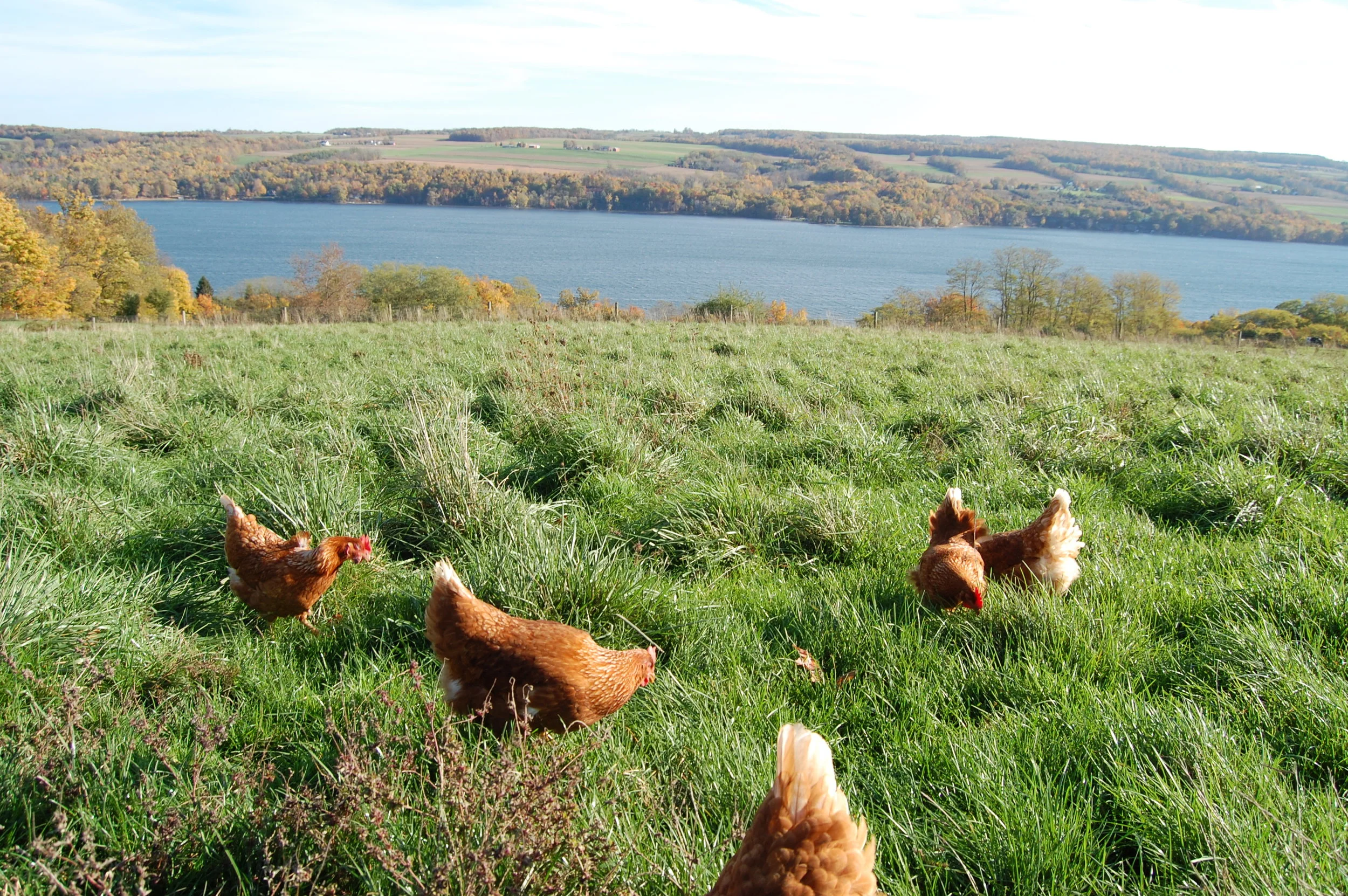 Farmer Hot Takes: The Skinny on the Co-op’s Eggs from Red Gate Grocer and Scenic Vista Farm