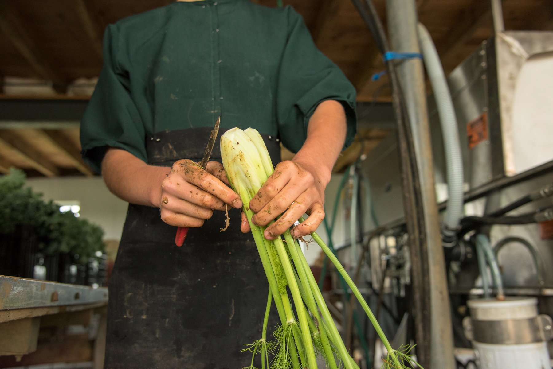 getting_local_lancaster_farm_2.jpg