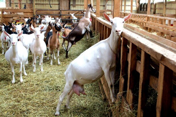 Lively Run Dairy Farm and Creamery