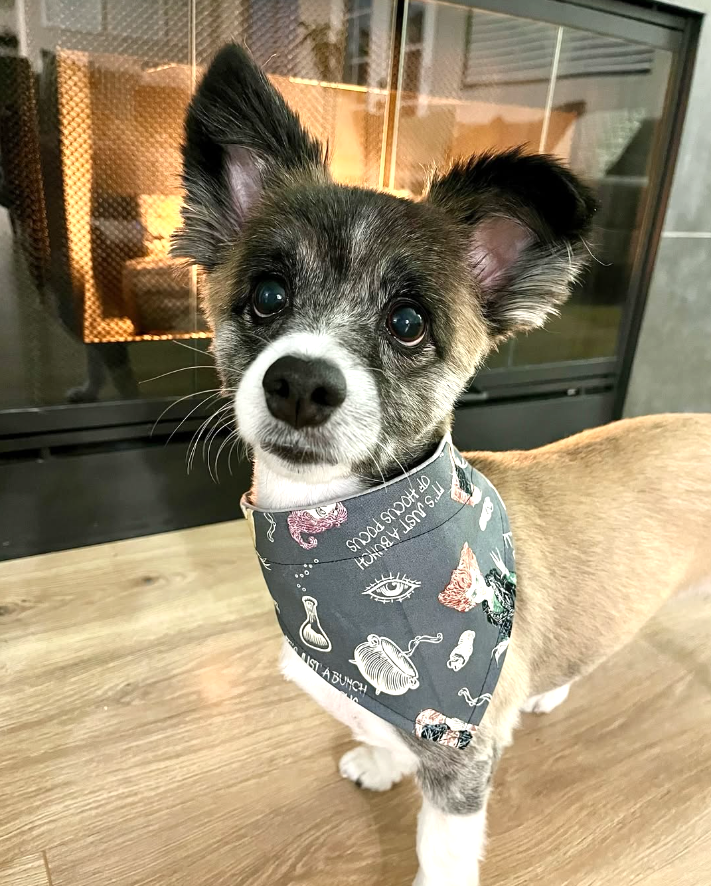 Make a spooky Halloween pet bandana in this hands-on sewing class at Stitch & Sip, serving Henderson and Las Vegas. Create a festive accessory for your pet.