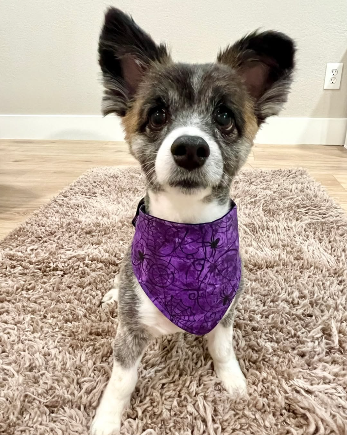 Make a spooky Halloween pet bandana in this hands-on sewing class at Stitch & Sip, serving Henderson and Las Vegas. Create a festive accessory for your pet.