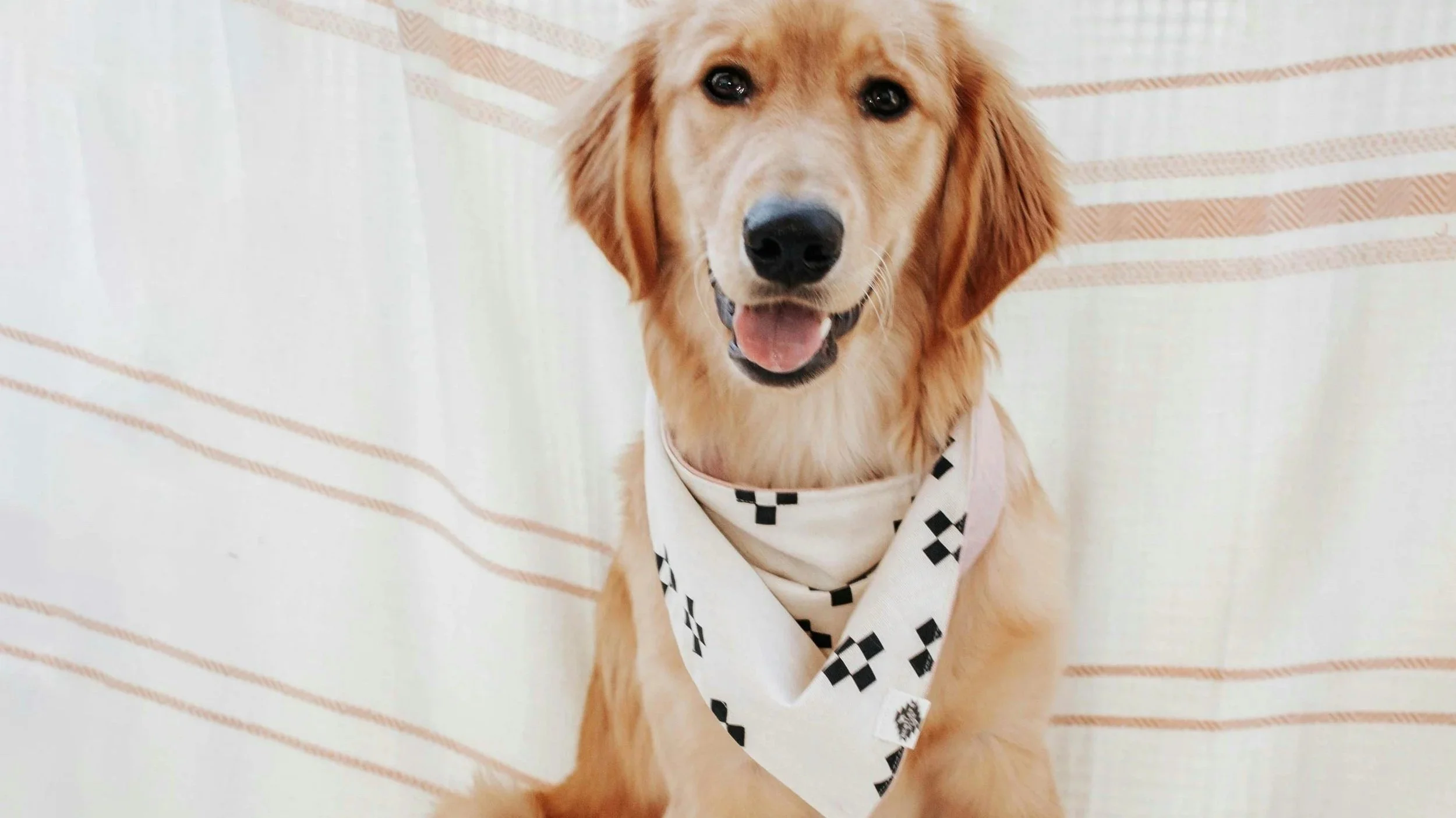 Make a spooky Halloween pet bandana in this hands-on sewing class at Stitch & Sip, serving Henderson and Las Vegas. Create a festive accessory for your pet.