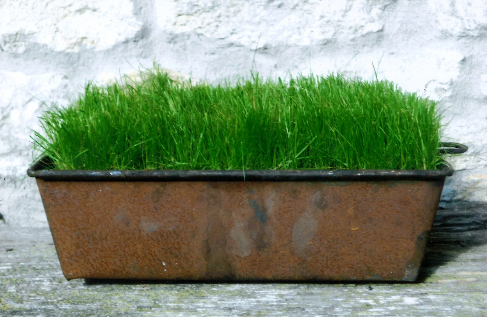 Controlled Growth_H14xL22cm_00024.jpg