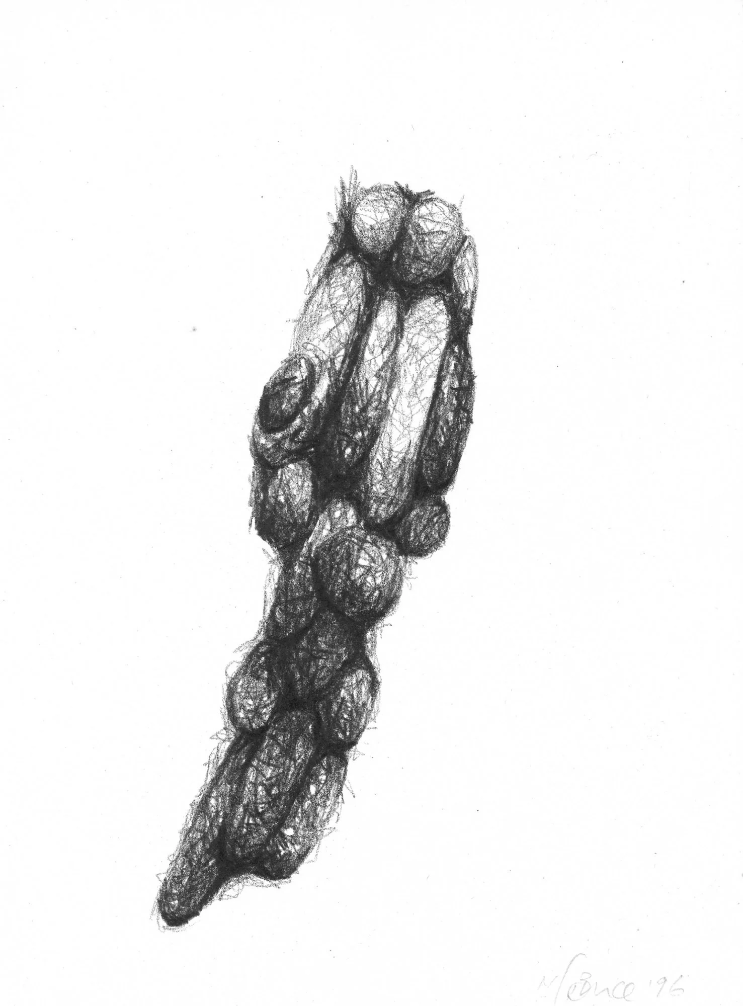  Natural Forms , 1996, 29x21cm