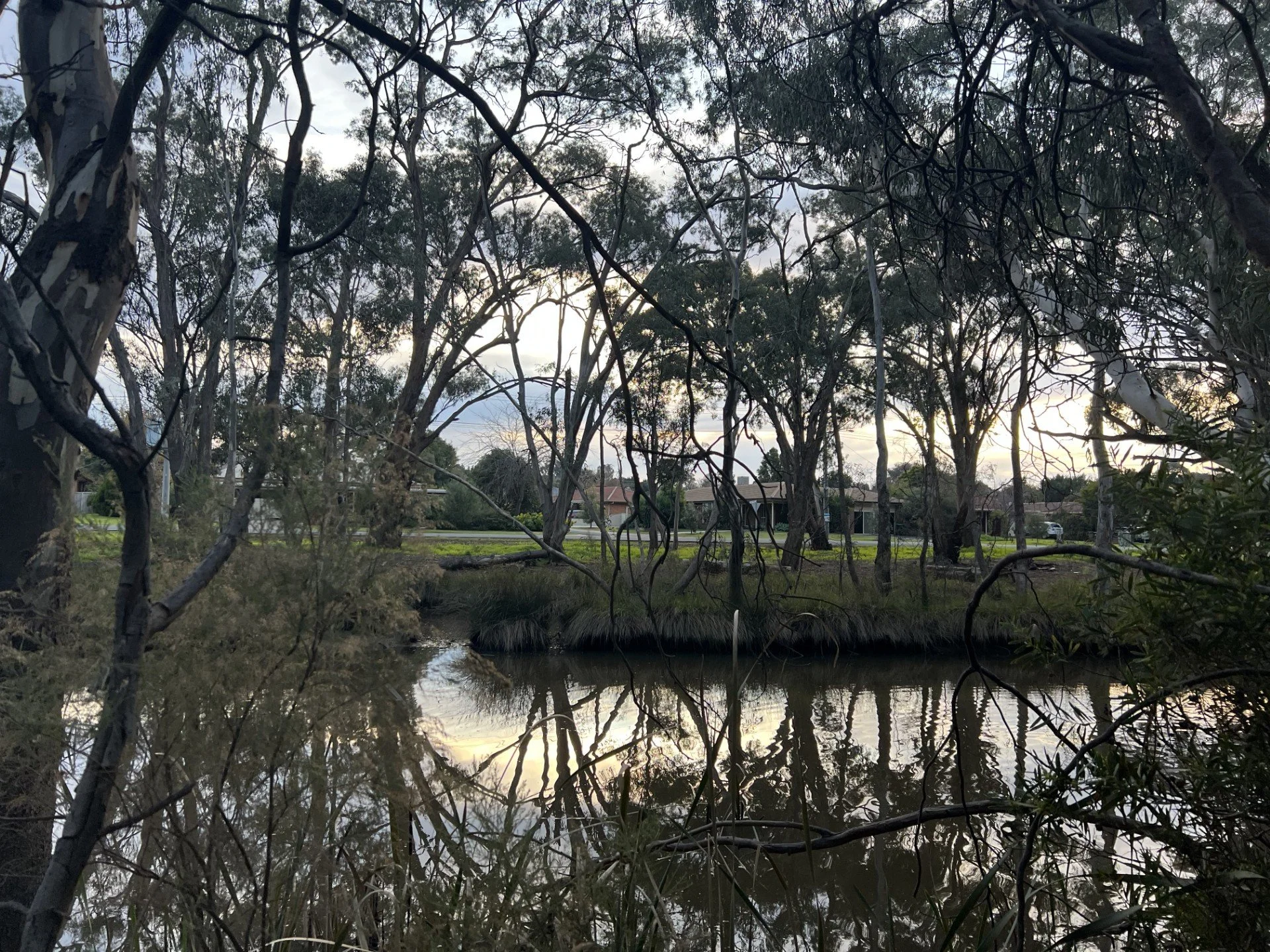 A serene scene of a river with trees on both sides, their branches reflected in the water and a cloudy sky overhead.