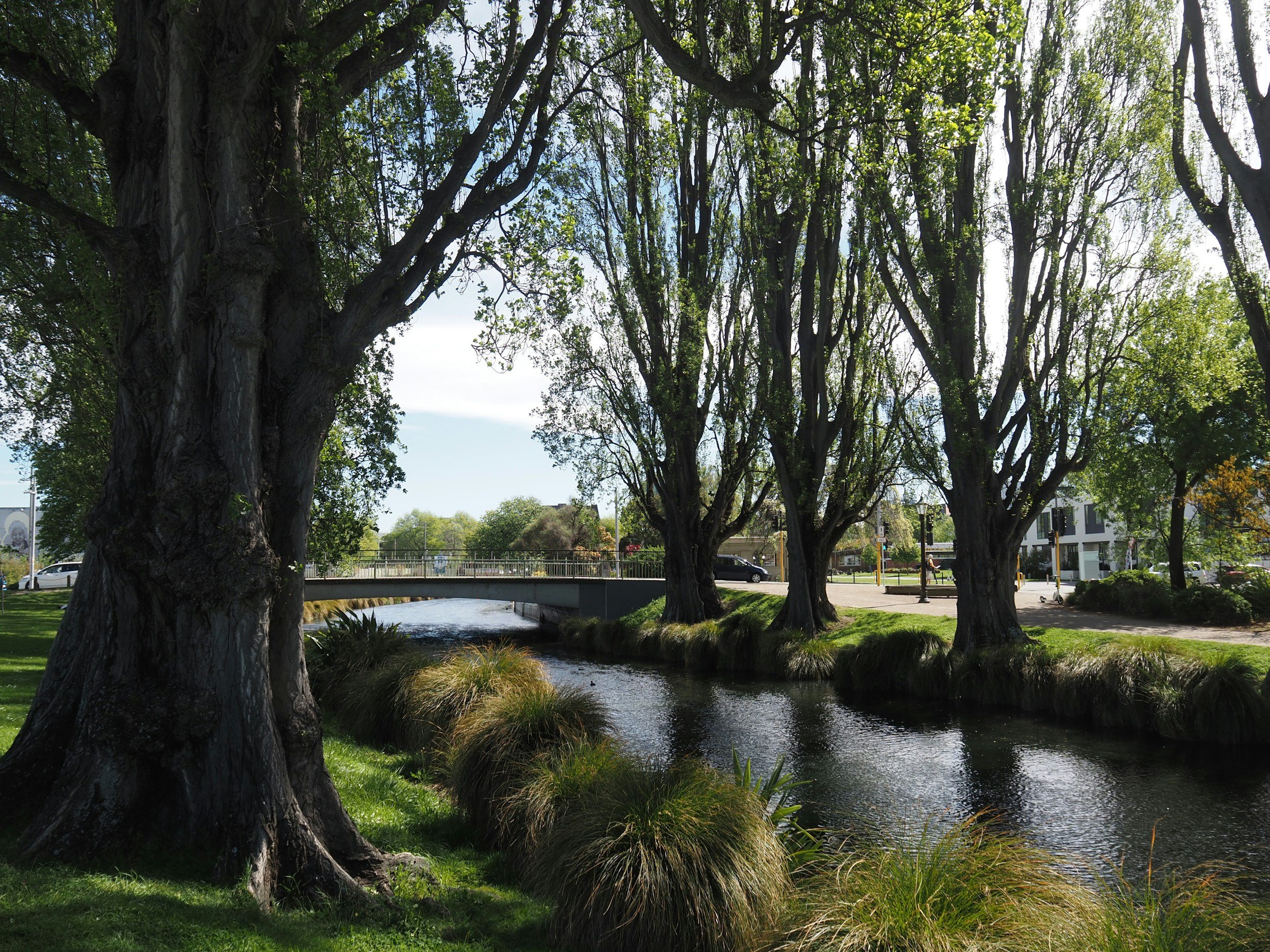 Beautiful park scene with large trees, a small creek, and a bridge, surrounded by greenery and park benches.