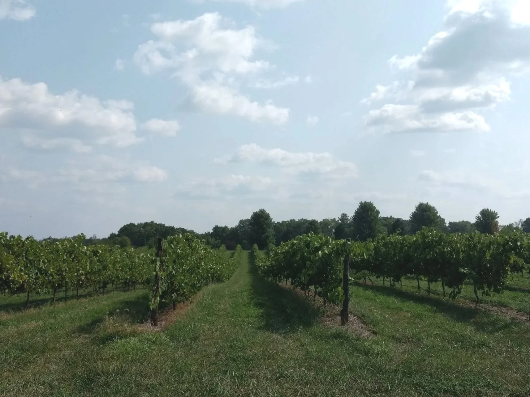 Vignoles Vineyard.jpg
