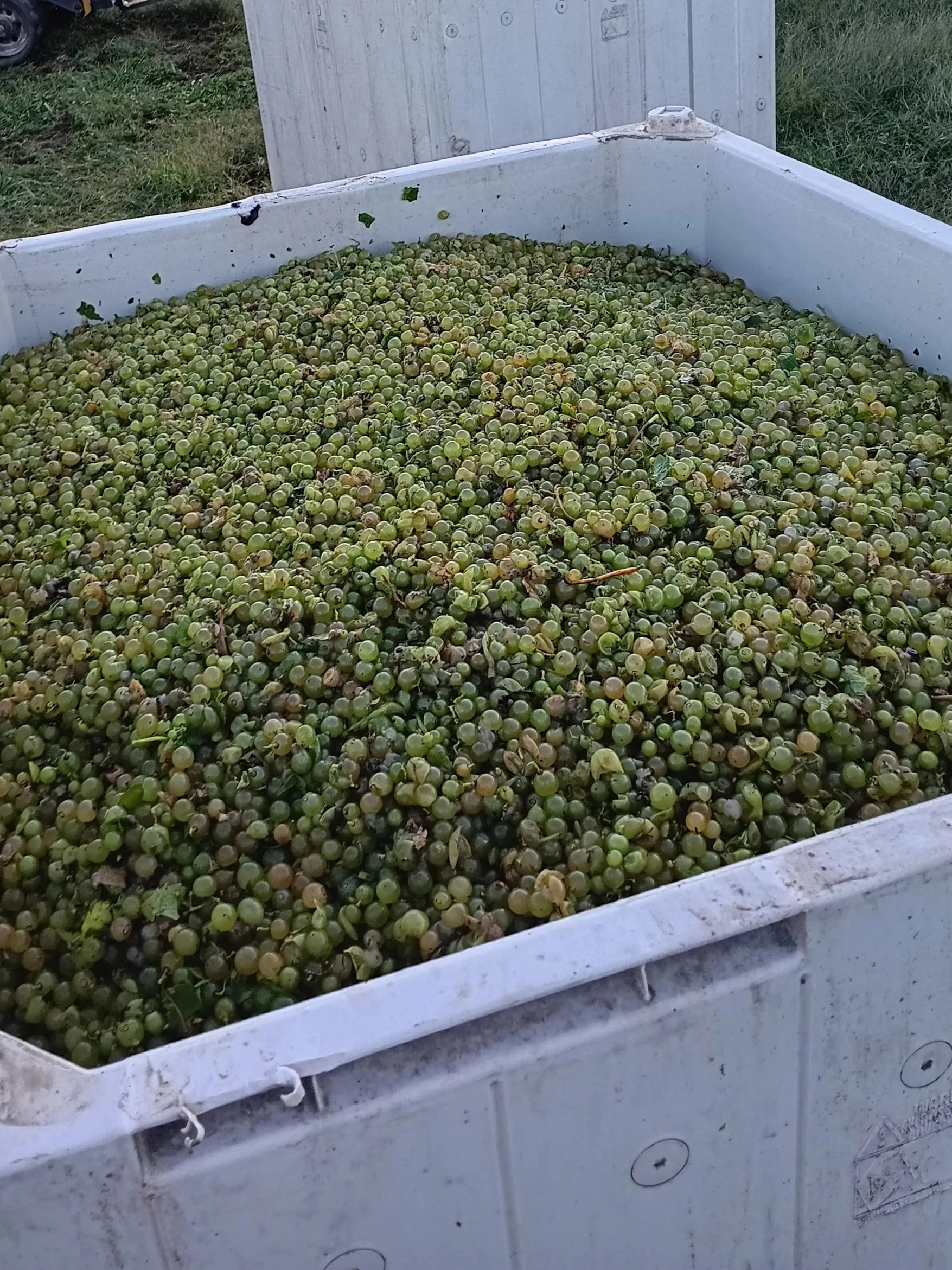 Ton+of+Grapes.jpg