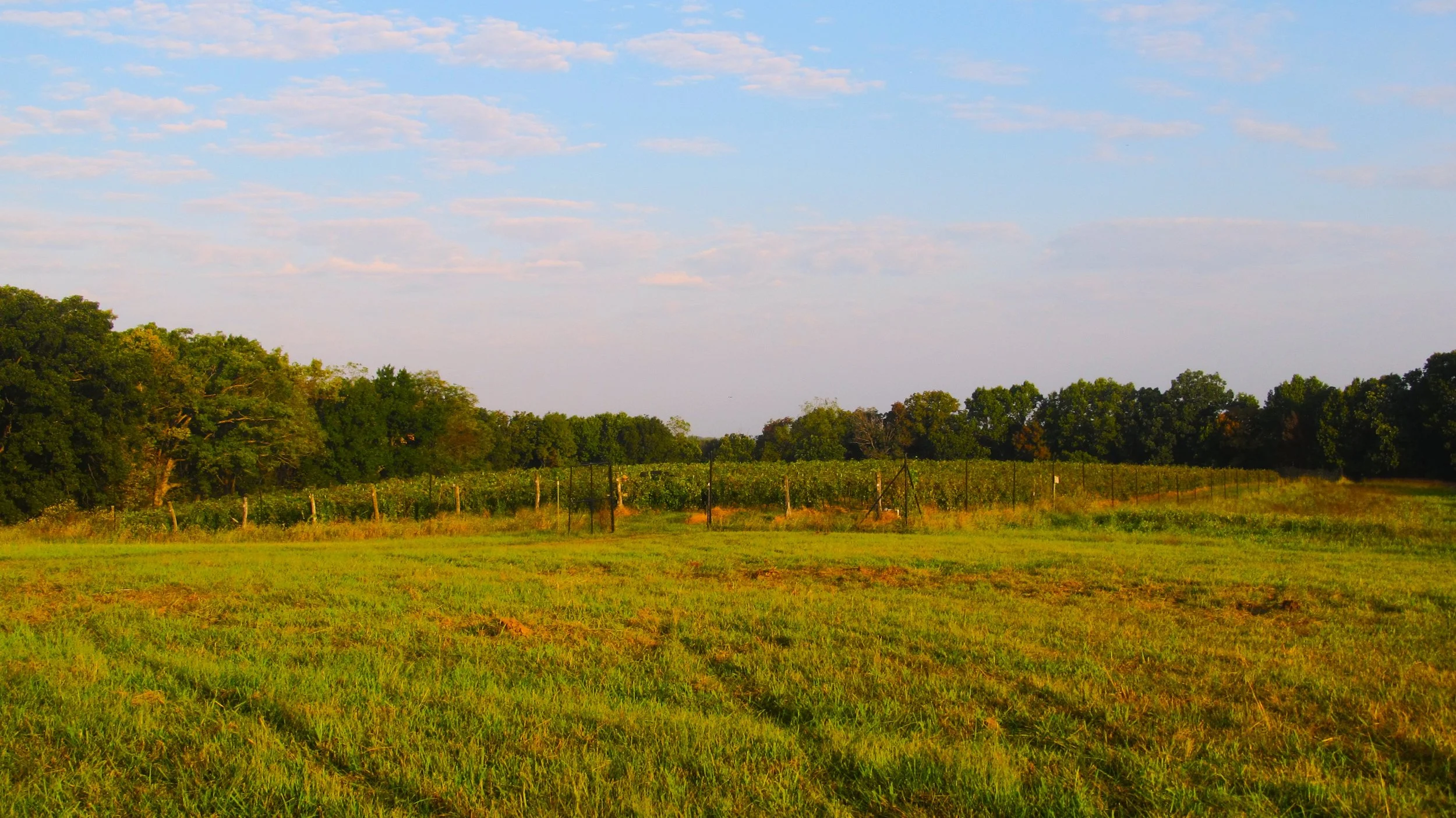 Vidal Vineyard wide.JPG